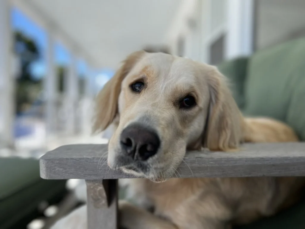 Golden retriever resting head on the armrest of a chair, with a blurred background.