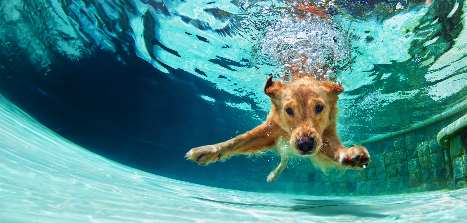 Dog swimming underwater in a pool.