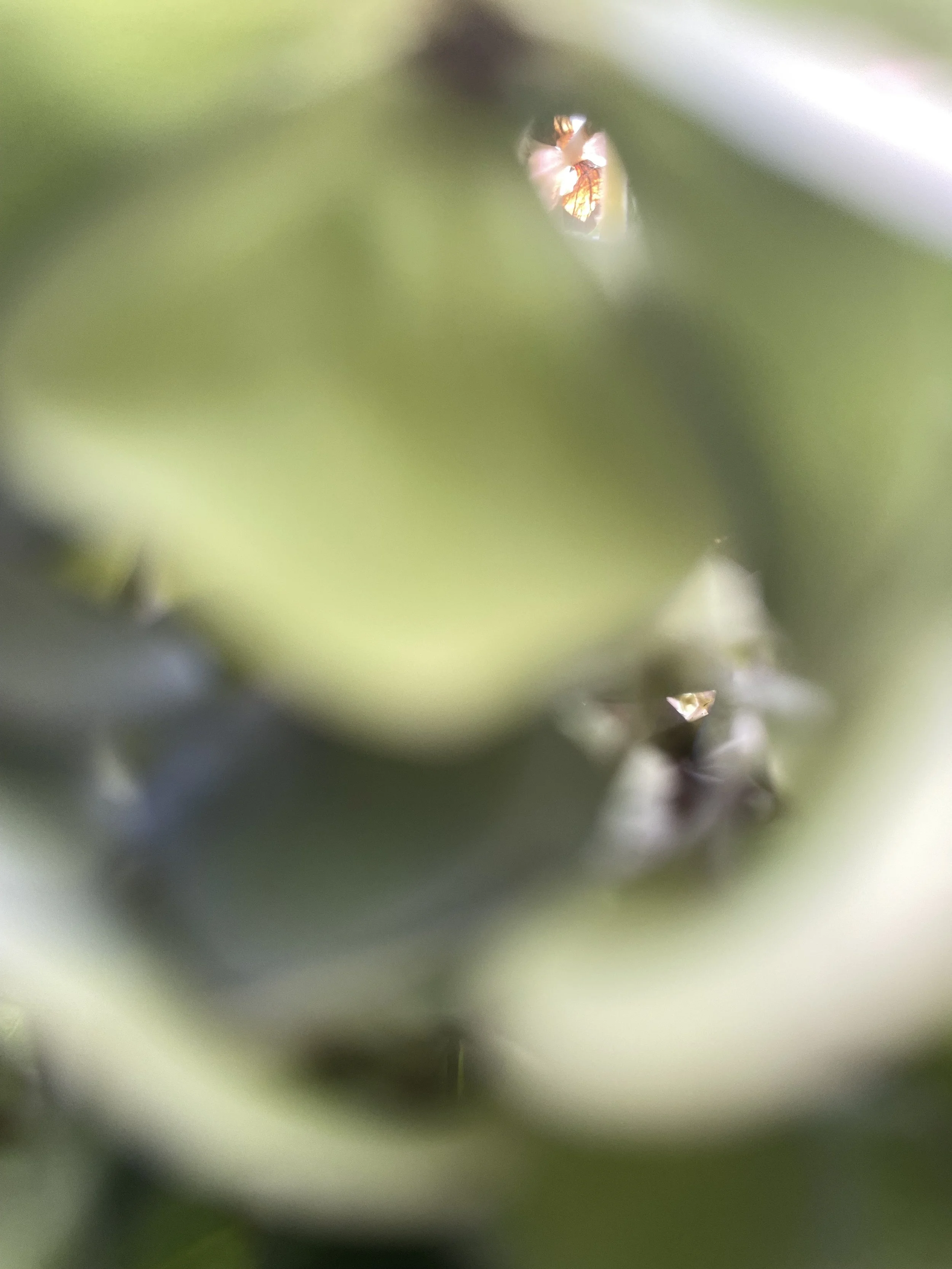 IMG_9887.jpeg