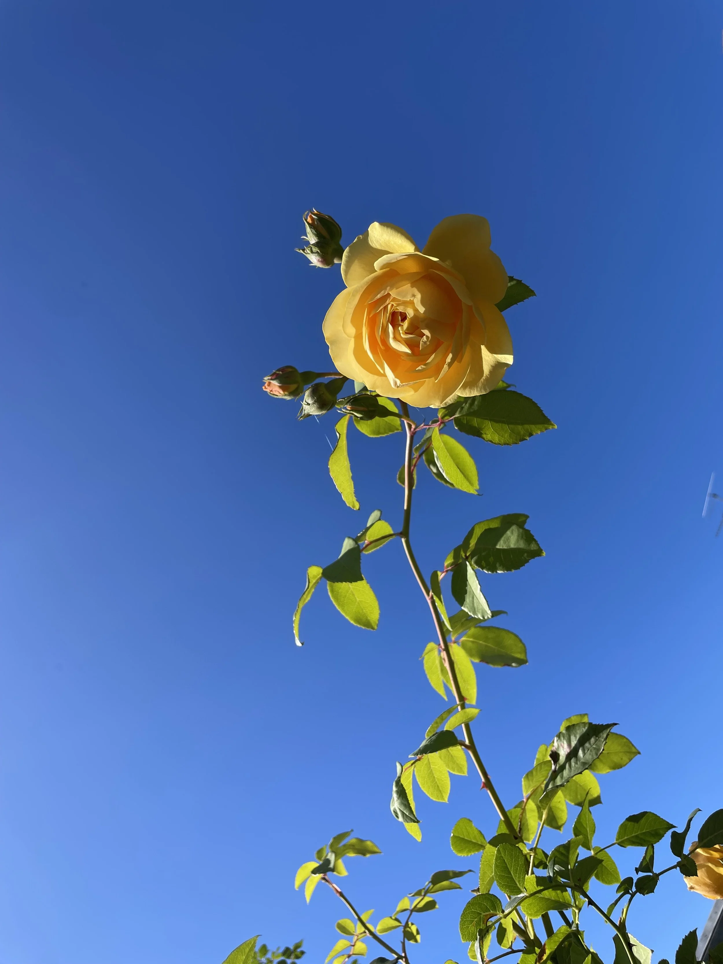 IMG_9357.jpeg