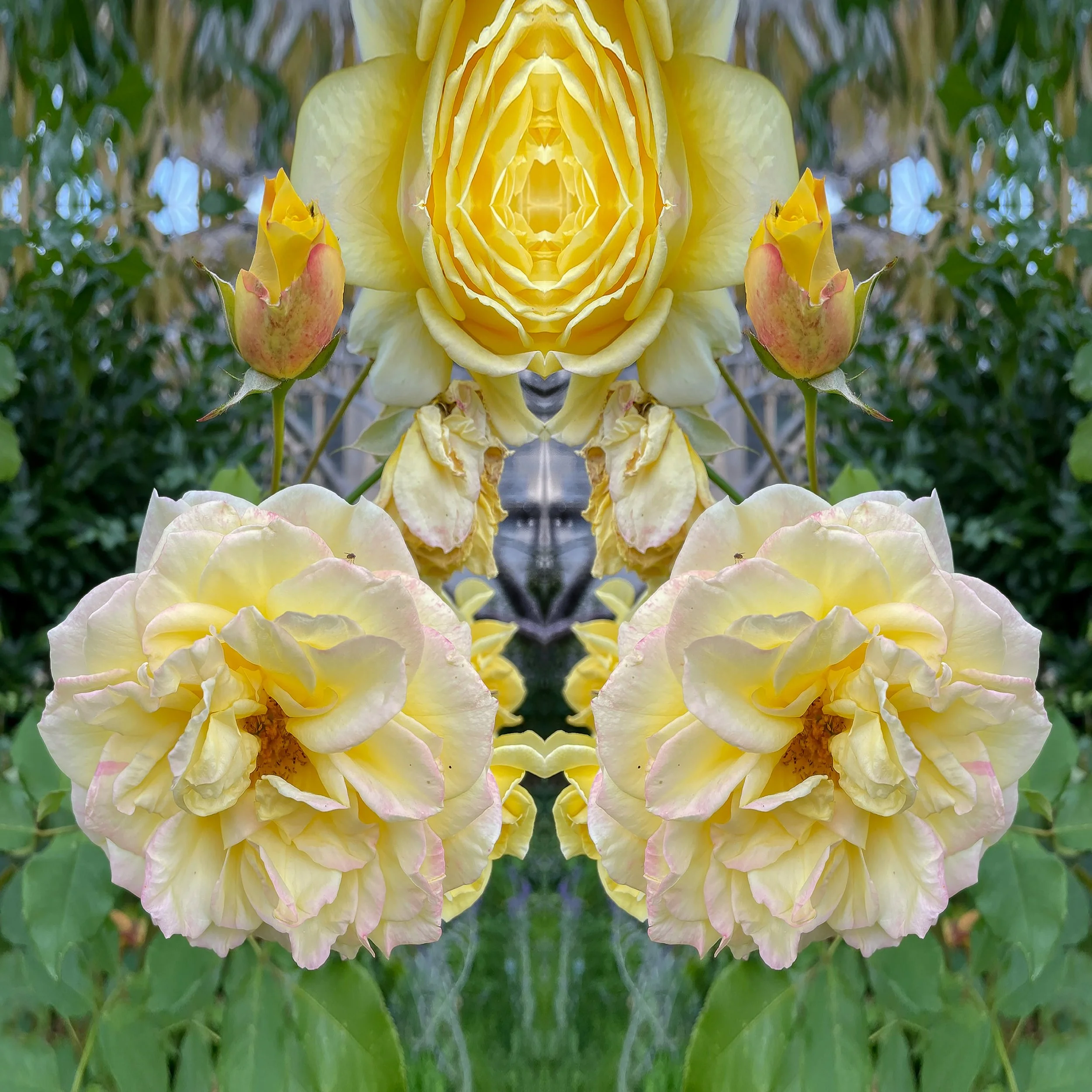 RoseofAvalon copy.jpg