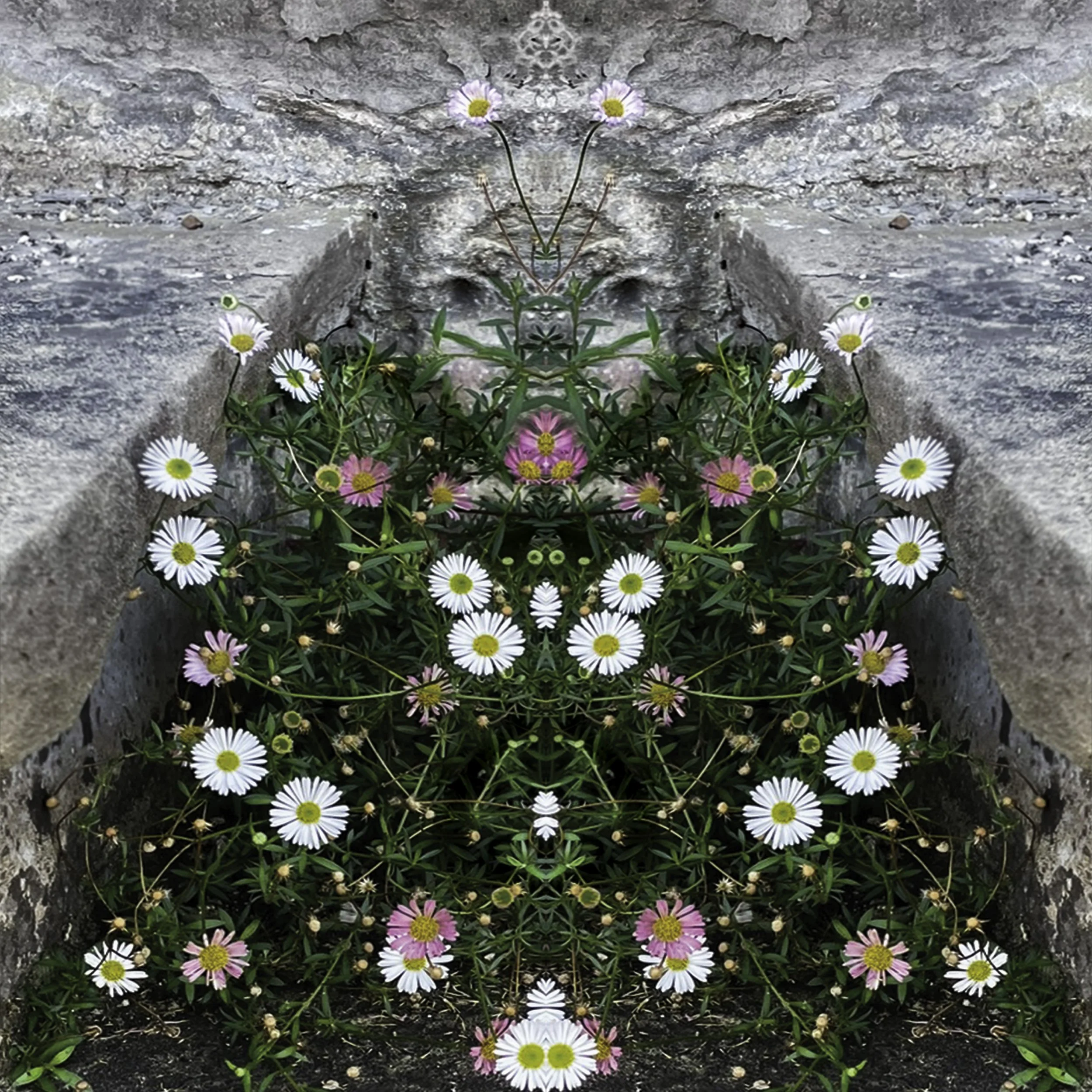 FleabaneFairyofSomerset copy.jpg