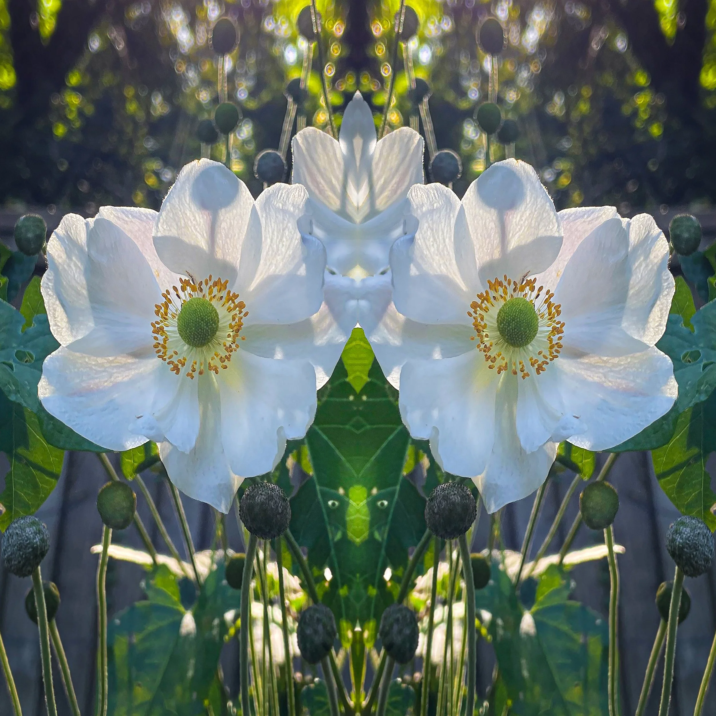 windflowerofthewell copy.jpg