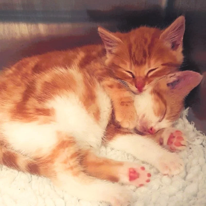 two ginger kittens being treated at home