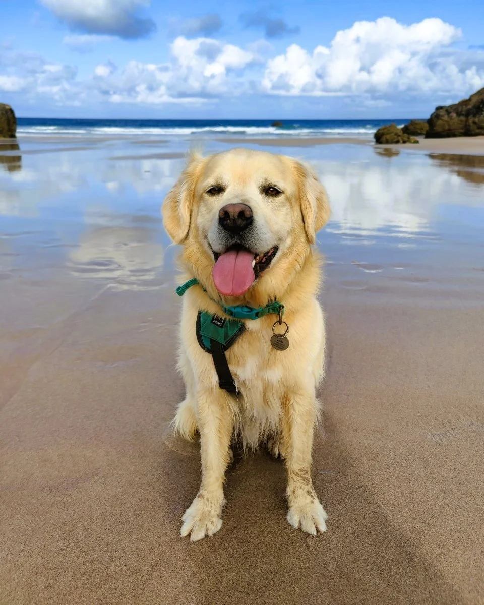 golden retriever sitting on the beach