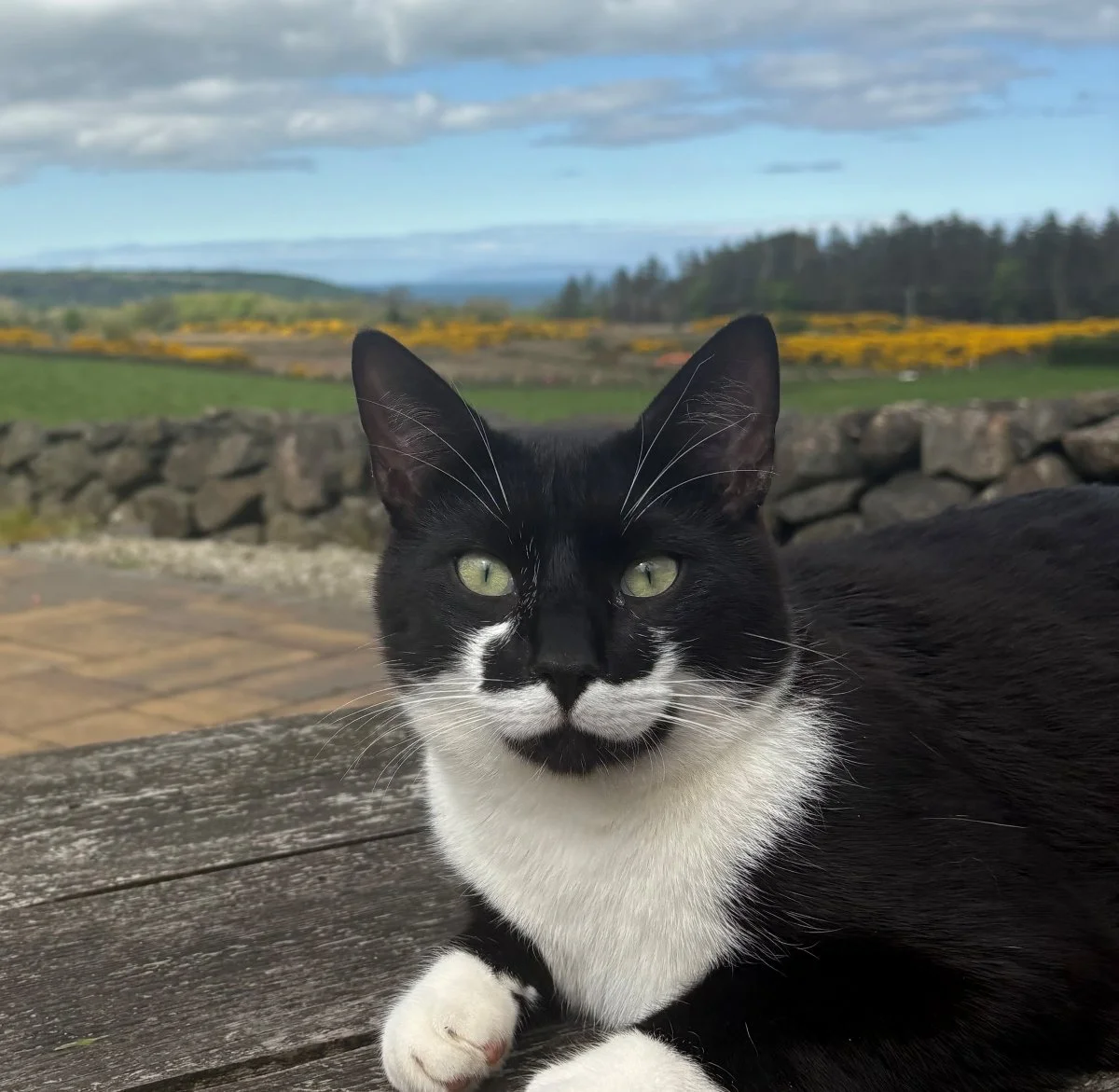 Black and white cat on table home veterinary service Co Antrim