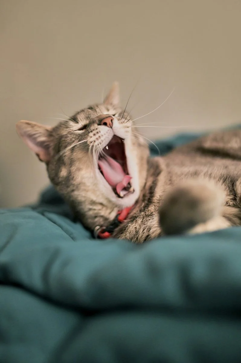 dental treatment for dogs and cats at home