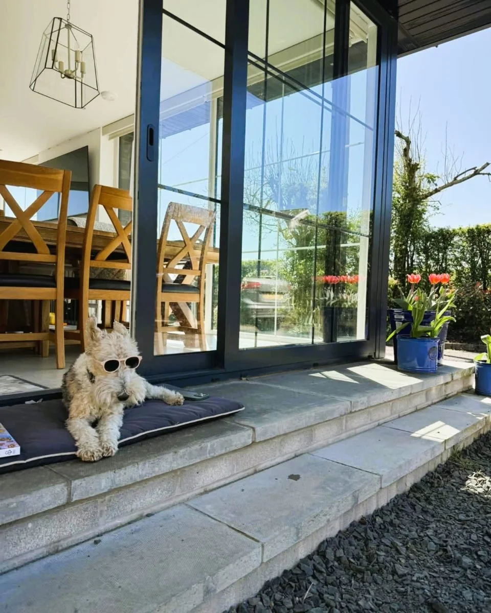 dog relaxing at home stress free vet service