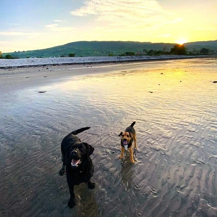 dogs enjoying the beach in the evening