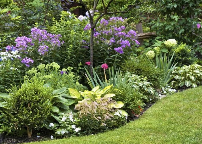 A lush garden with various green plants and colorful flowering plants, including purple, pink, and white flowers, surrounding a small tree and a birdhouse in the background.