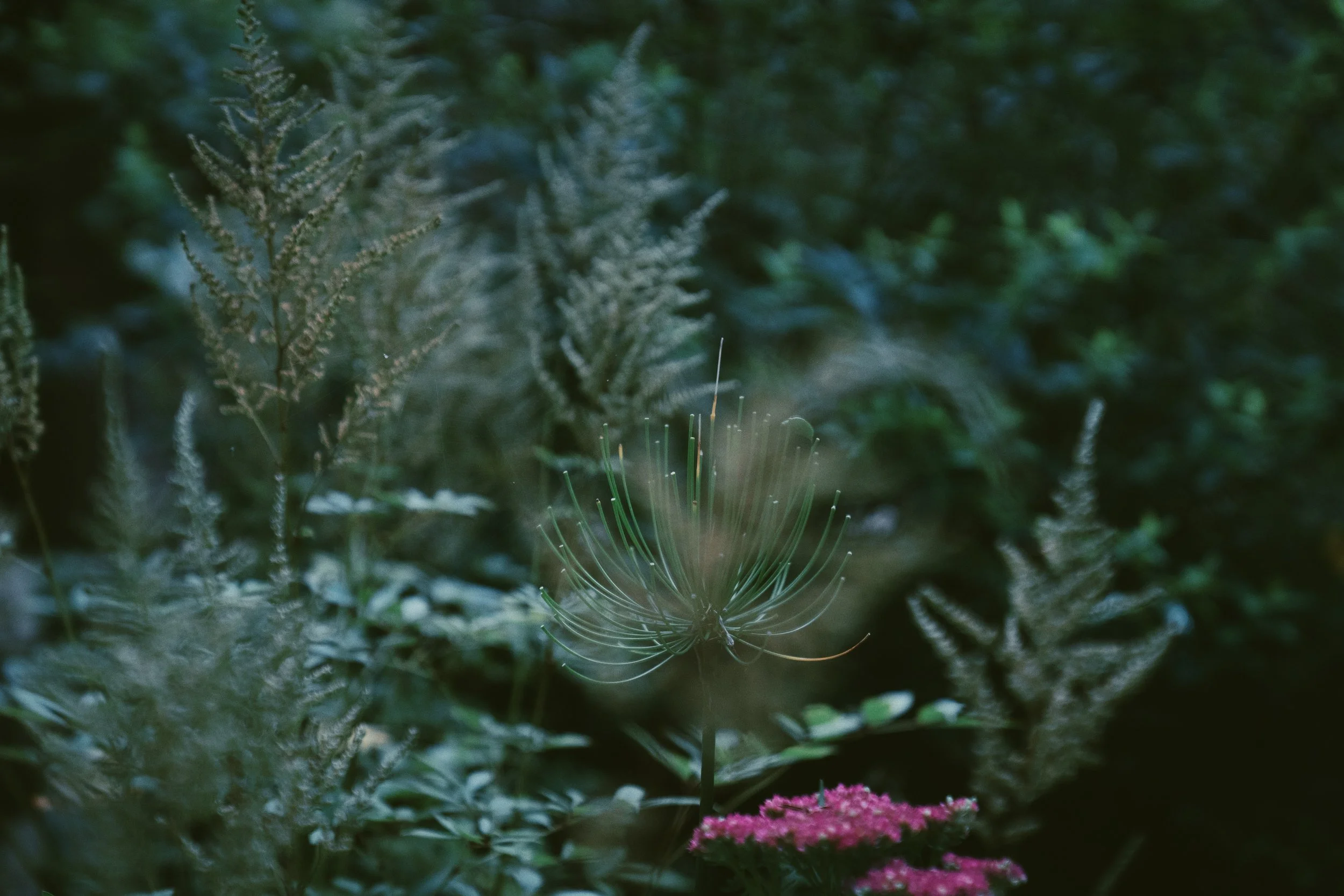 A close-up of a variety of green plants and flowers, including pink and purple blossoms, with a soft focus and natural outdoor lighting.