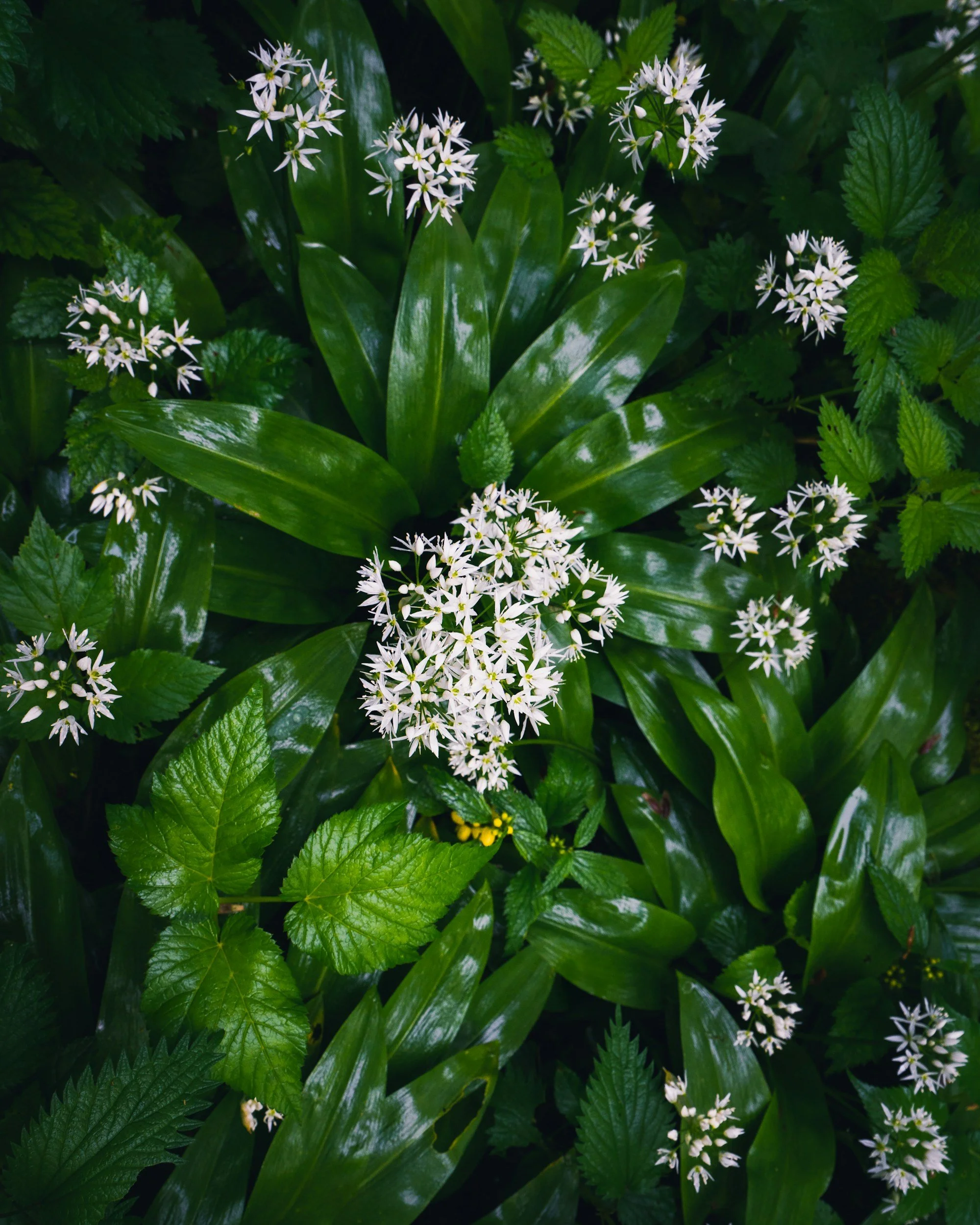 Wild Garlic Pesto