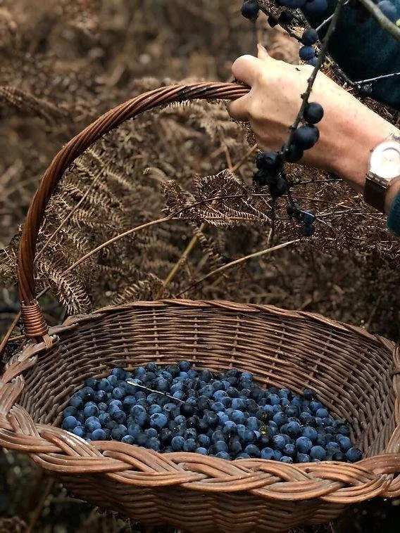 A Taste of Autumn: Homeade Sloe Gin