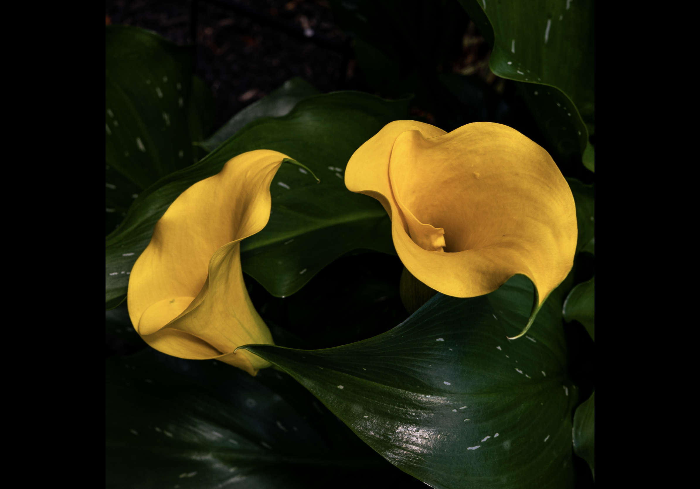 IMG_6916.png