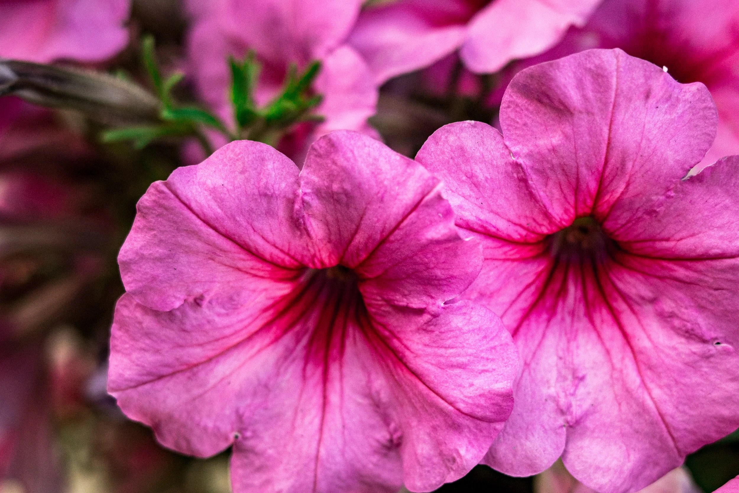 A close-up of pink flowers, likely petunias, showing detailed petals and dark centers.