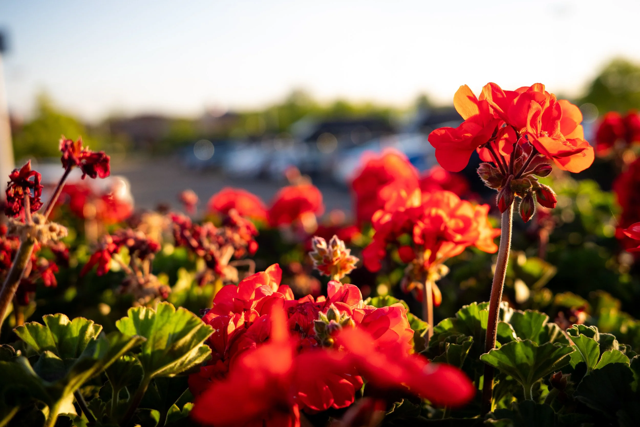 Close-up of red and orange geranium flowers with green leaves, possibly in a garden or outdoor setting during sunset.