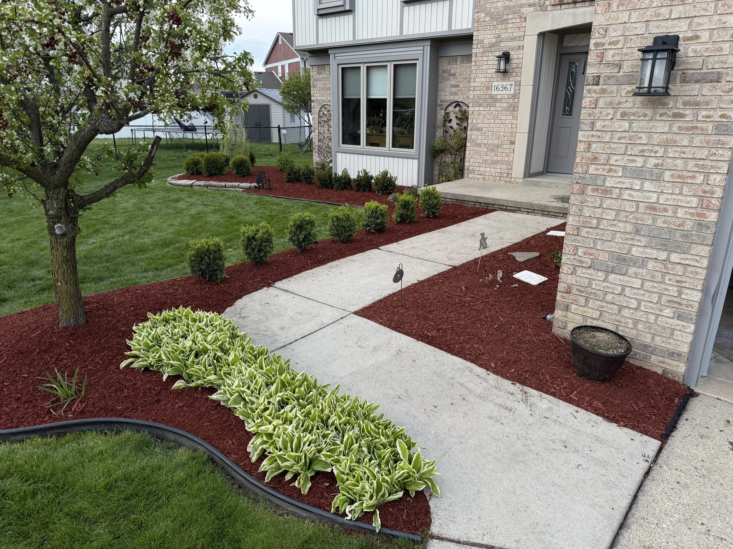 Front yard landscaping with a sidewalk, small bushes, a tree with green leaves and red berries, red mulch, and a brick and siding house with the house number 16367.