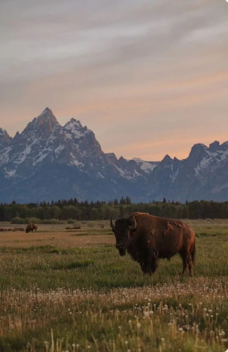 A bison standing in a field, mountains behind.