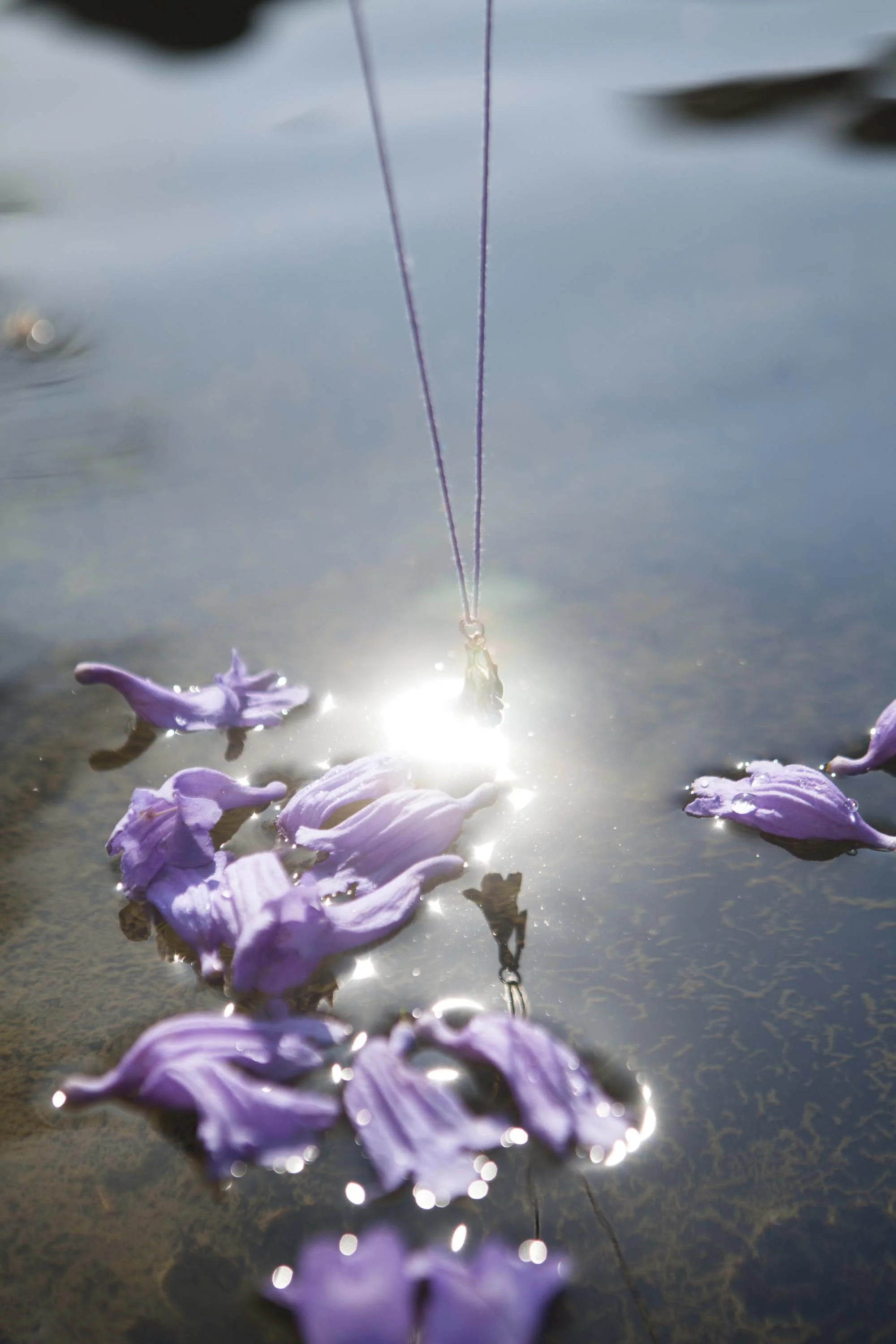 jacaranda4.jpg