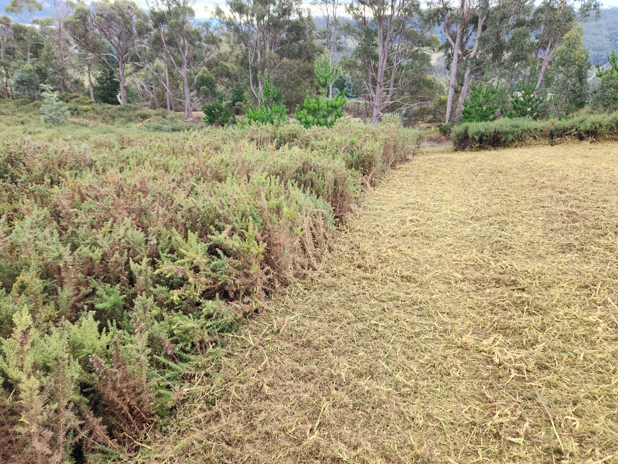 A natural landscape with green shrubs, small trees, and taller trees in the background, with a misty or foggy mountain range visible in the distance. The foreground has a patch of dry, yellow grass or hay.