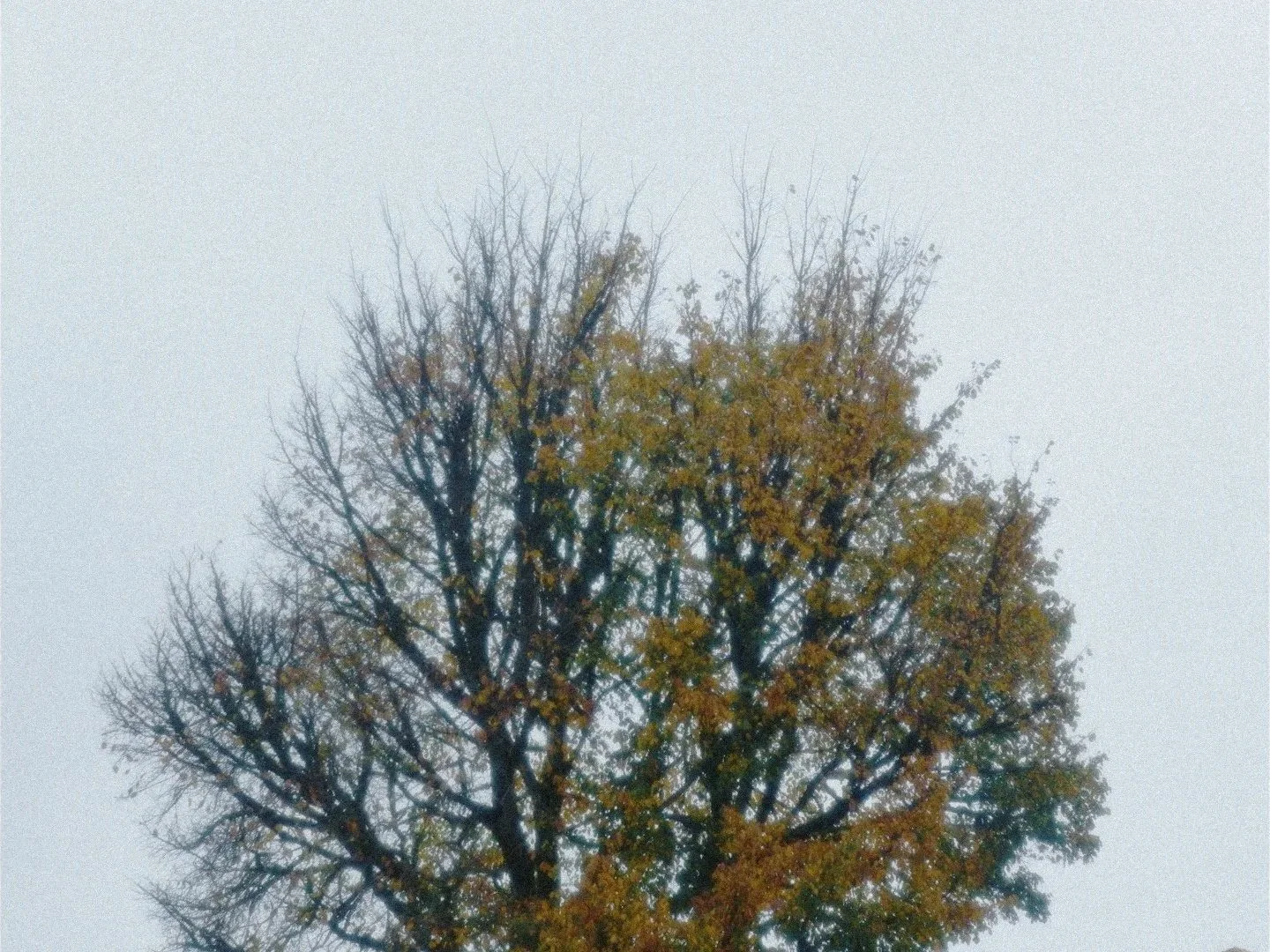 default_1.61.1.jpg