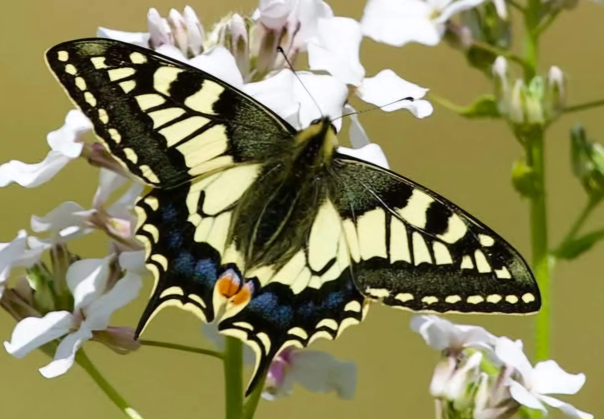 Swallowtail Butterfly (Papilio machaon) (c) Trevor Mayes