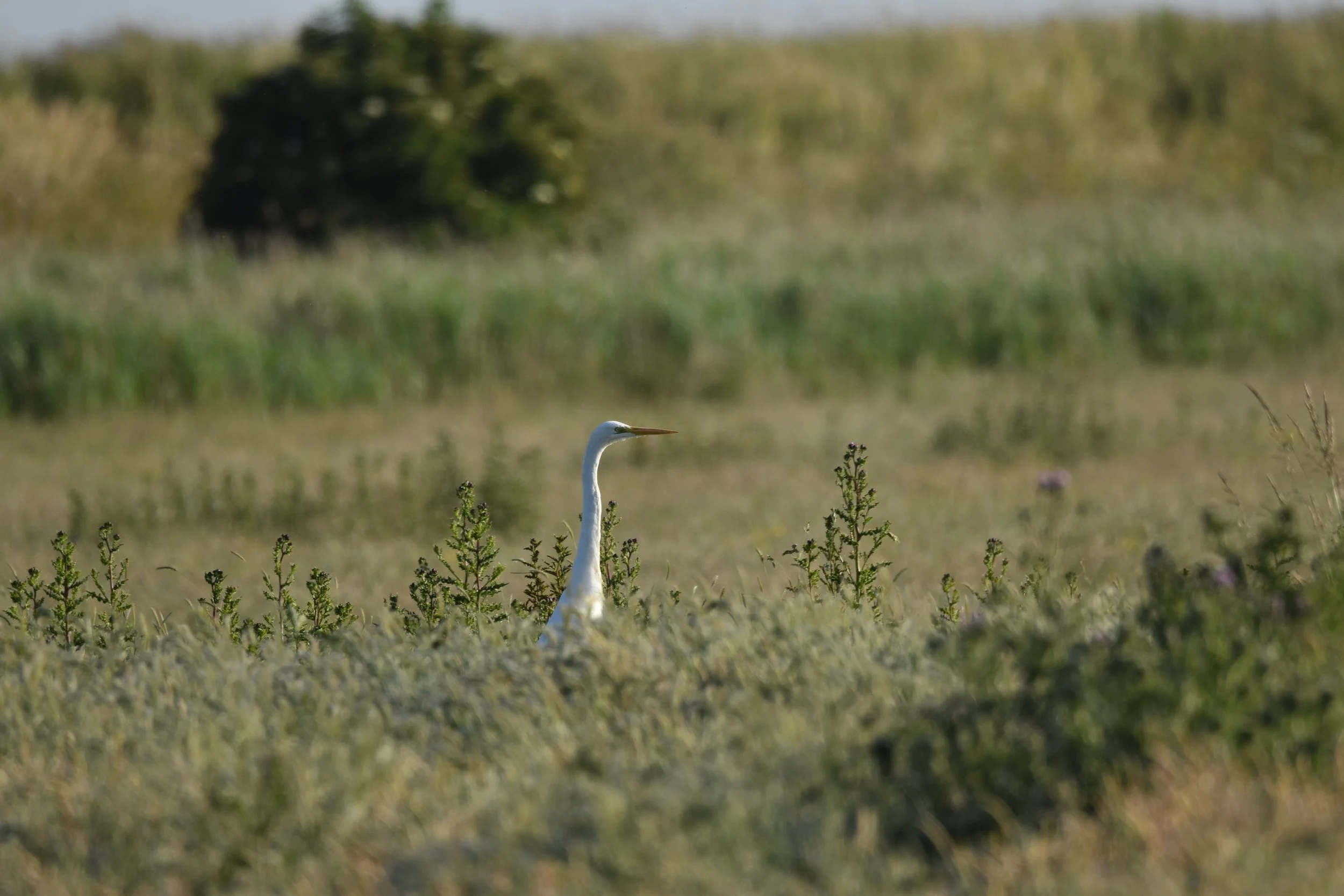 Great White Egret in Suffolk marshland