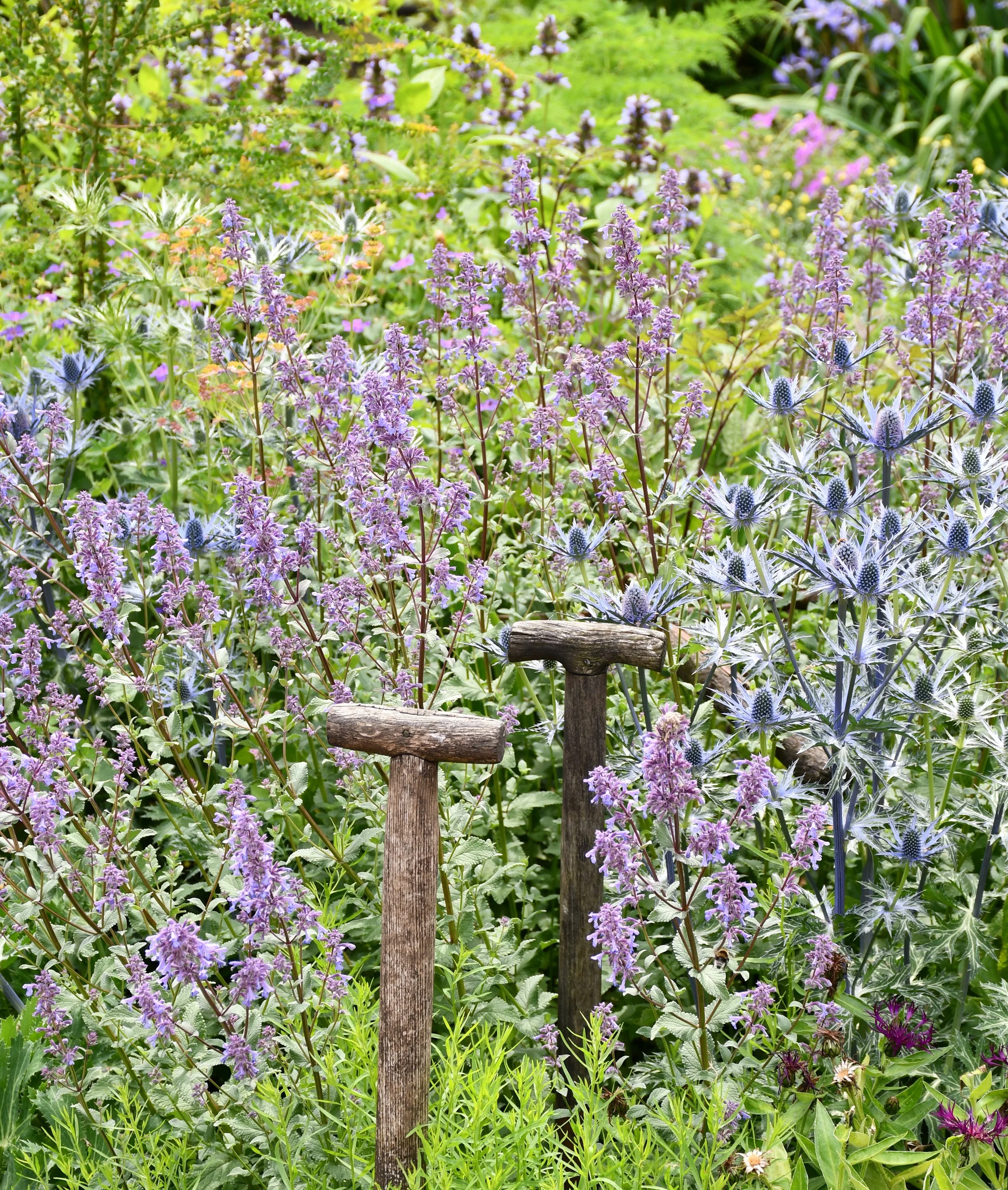 View of garden flower bed containing Eryngium (sea holly) and Nepeta (catmint)