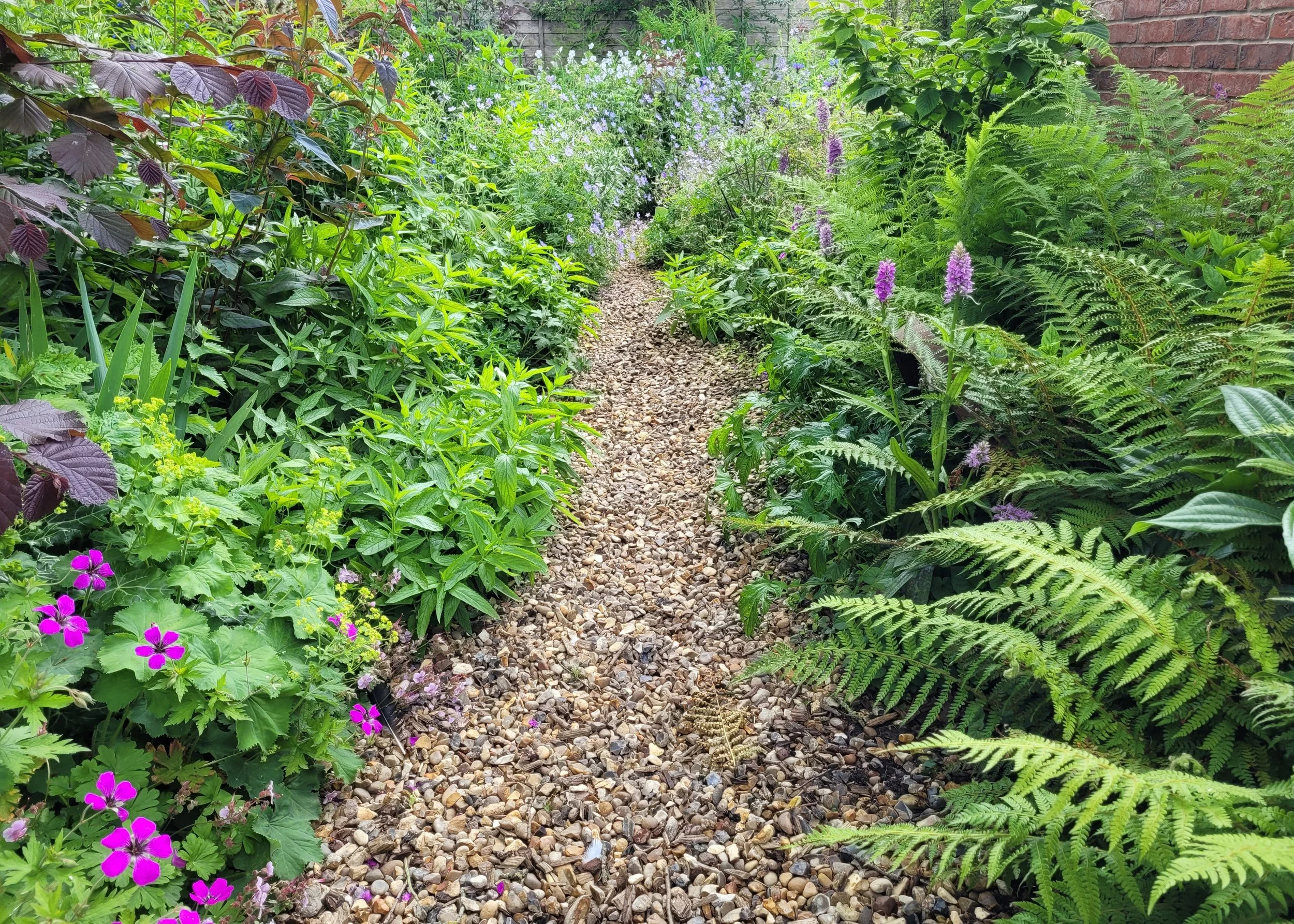 View of the path through our woodland bed, with Dactylorhiza growing through ferns
