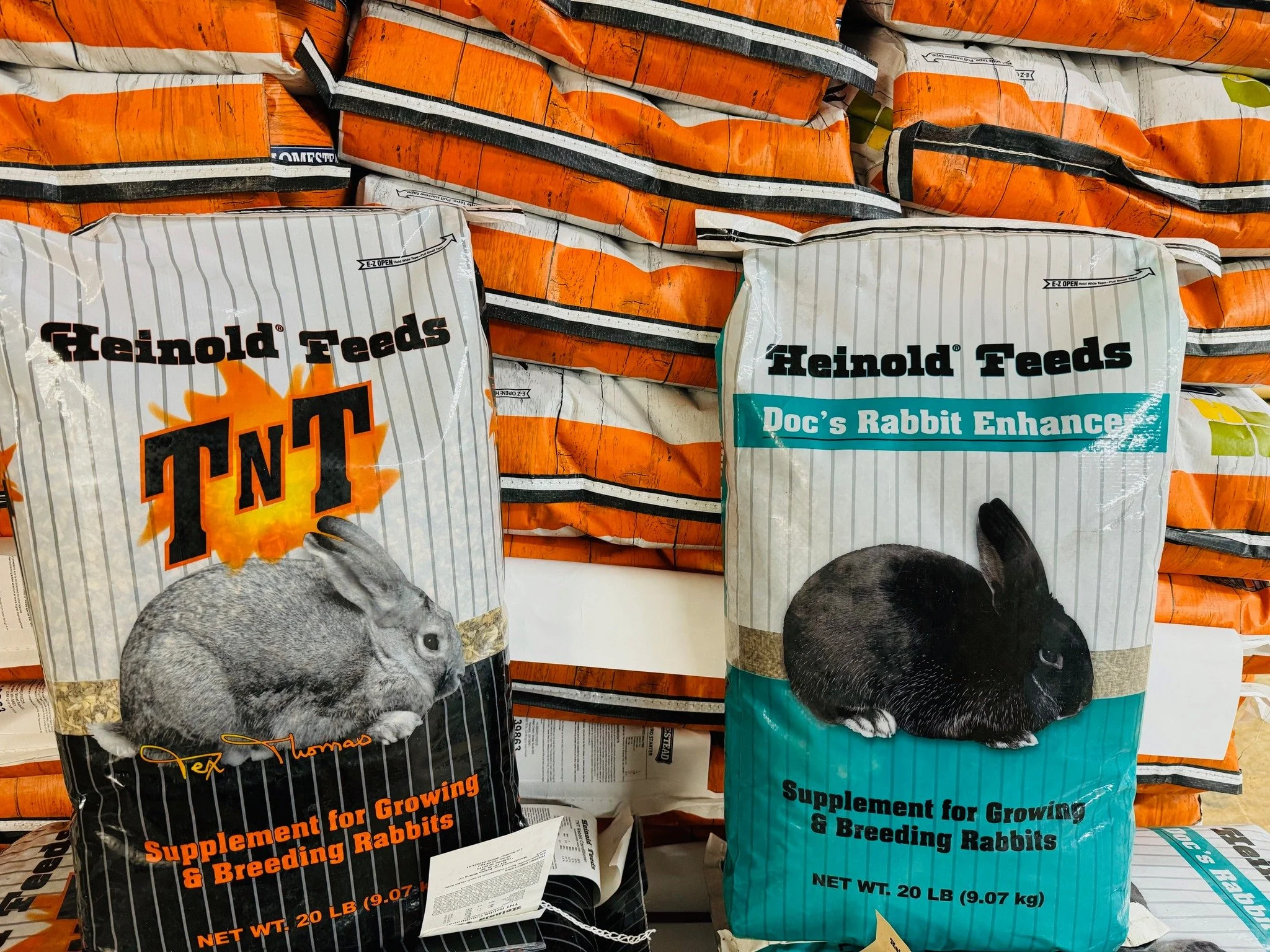 heinold rabbit.jpg