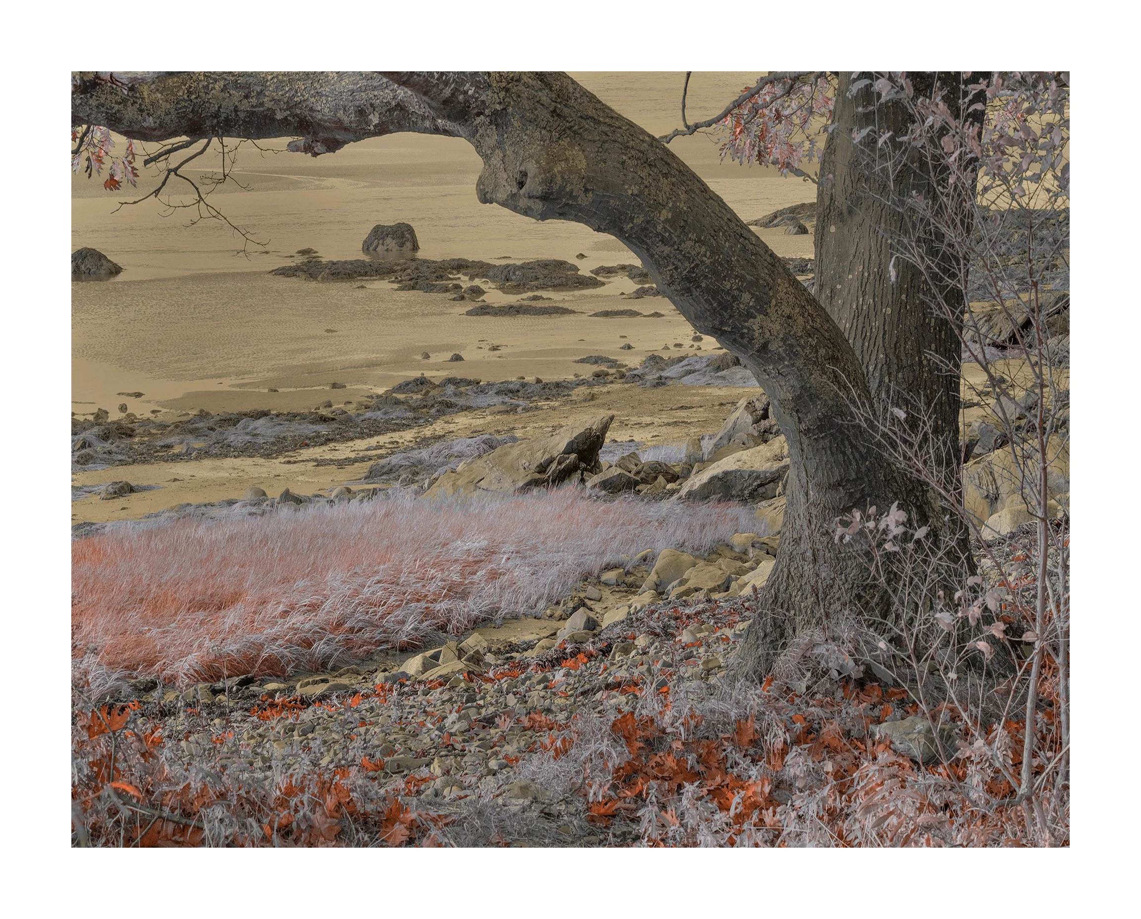 Timber Point, Biddeford II