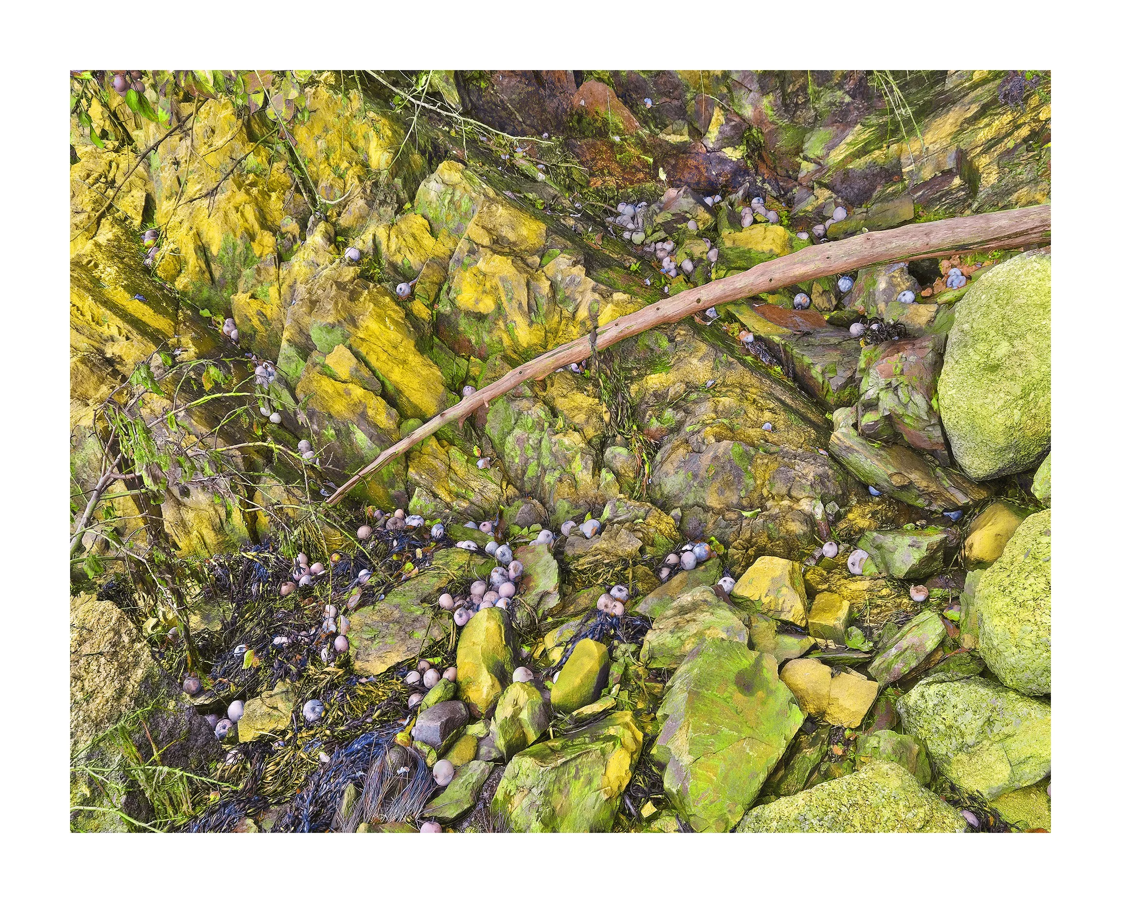 Mill Cove, Sandy Point  I