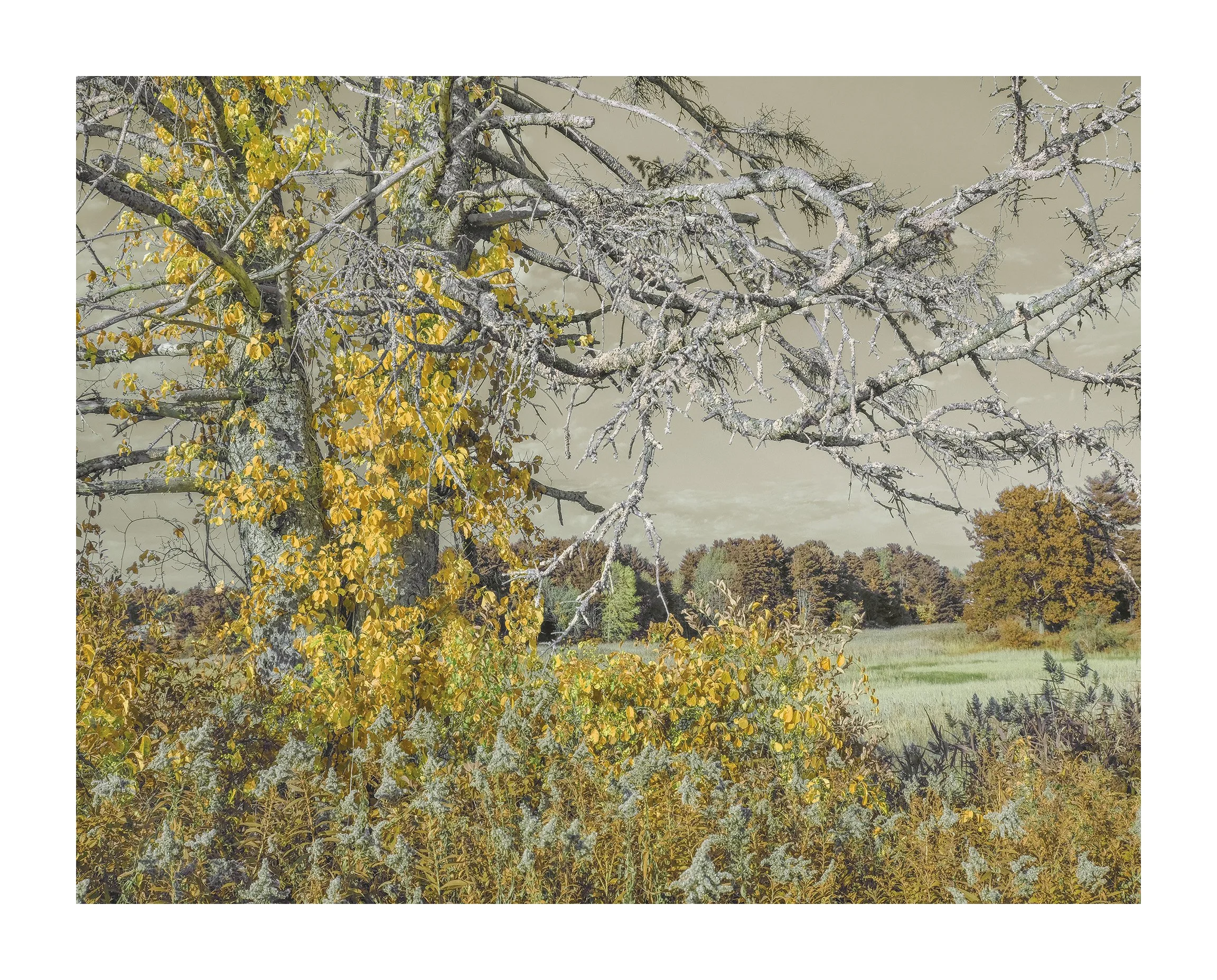 Gilsland Farm, Falmouth III