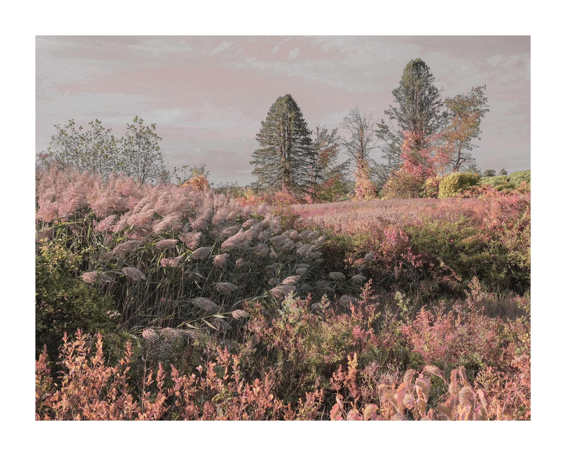 Gilsland Farm, Falmouth I