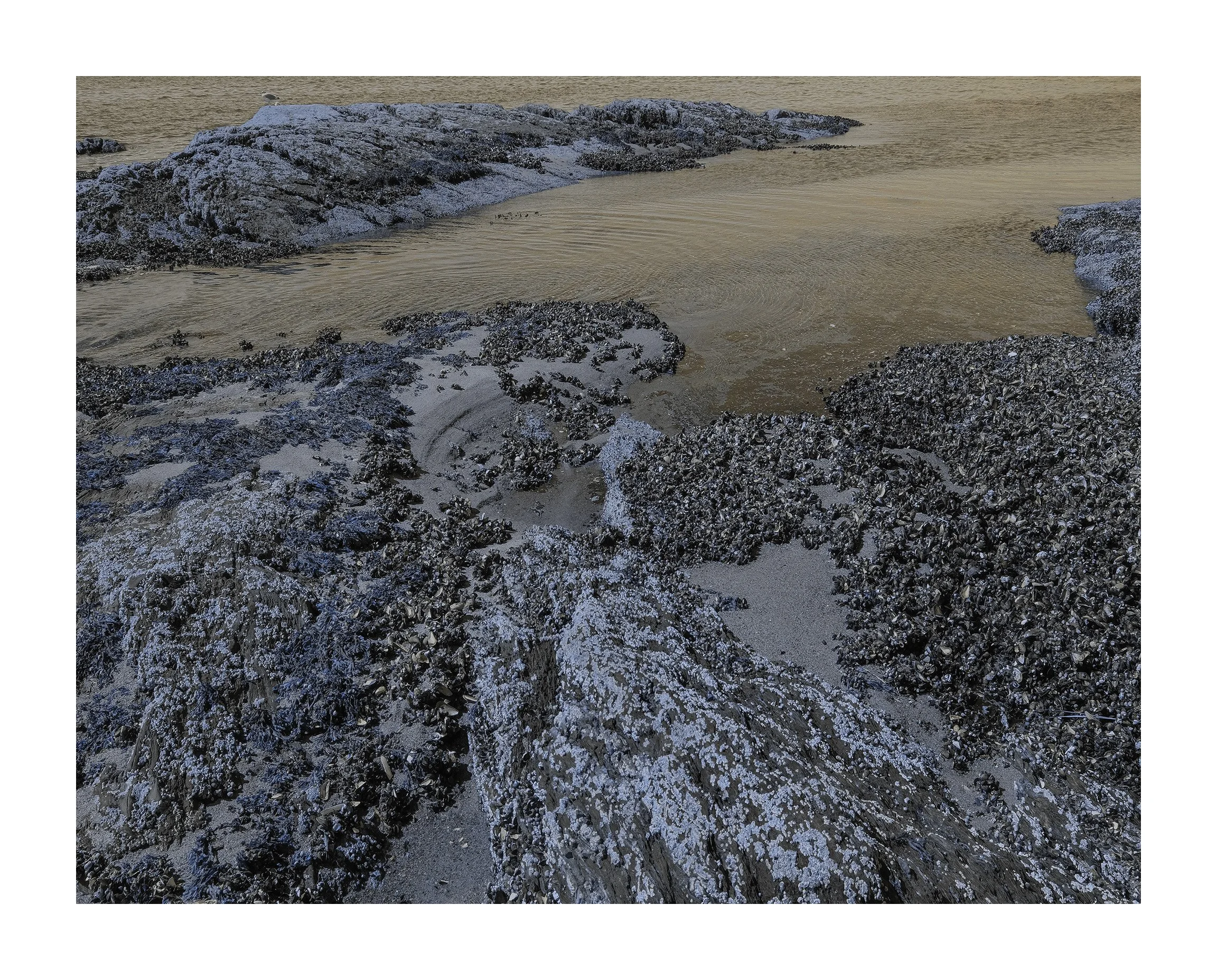 _DSF1299 _ Enhanced        28ww_.jpg