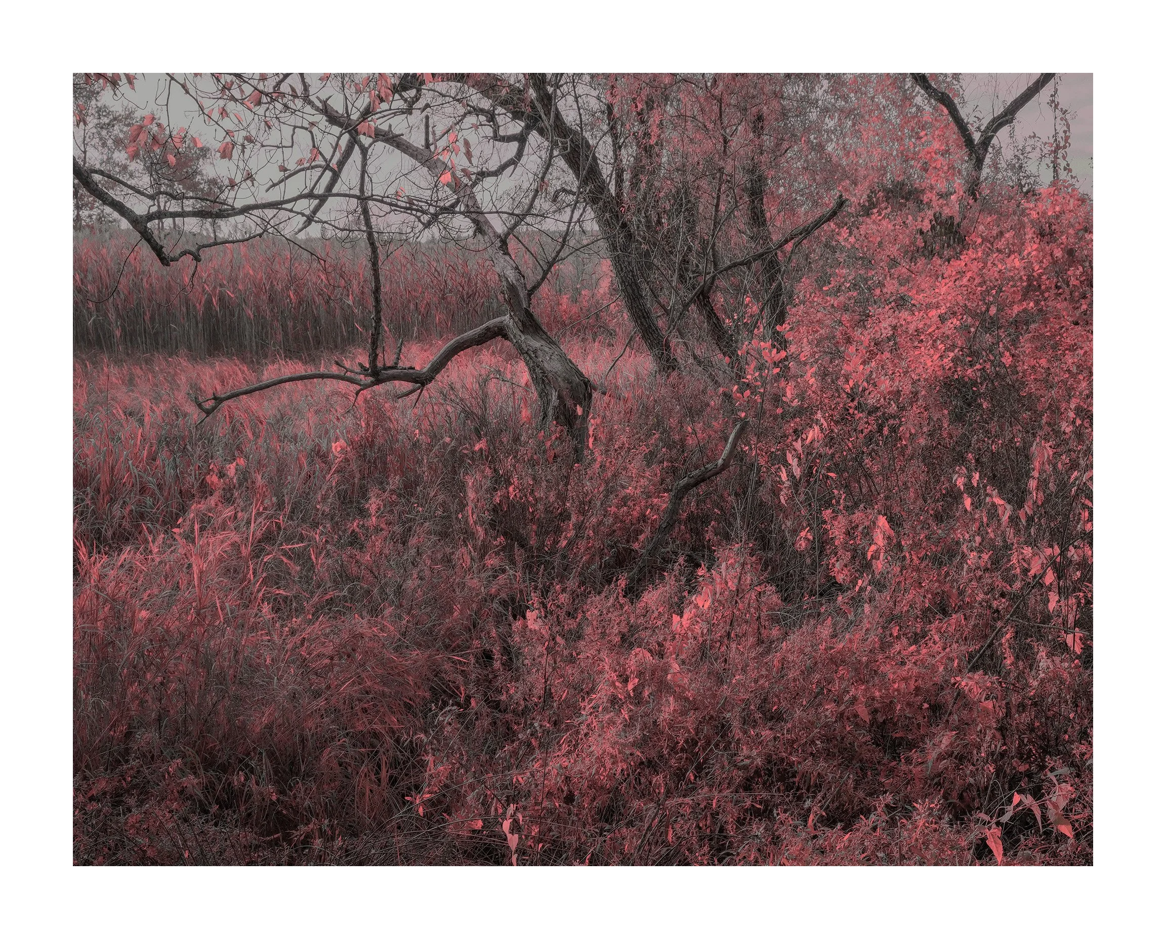 Gilsland Farm, Falmouth II