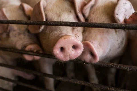 Hog Farms: Economic Opportunity and Environmental Threats