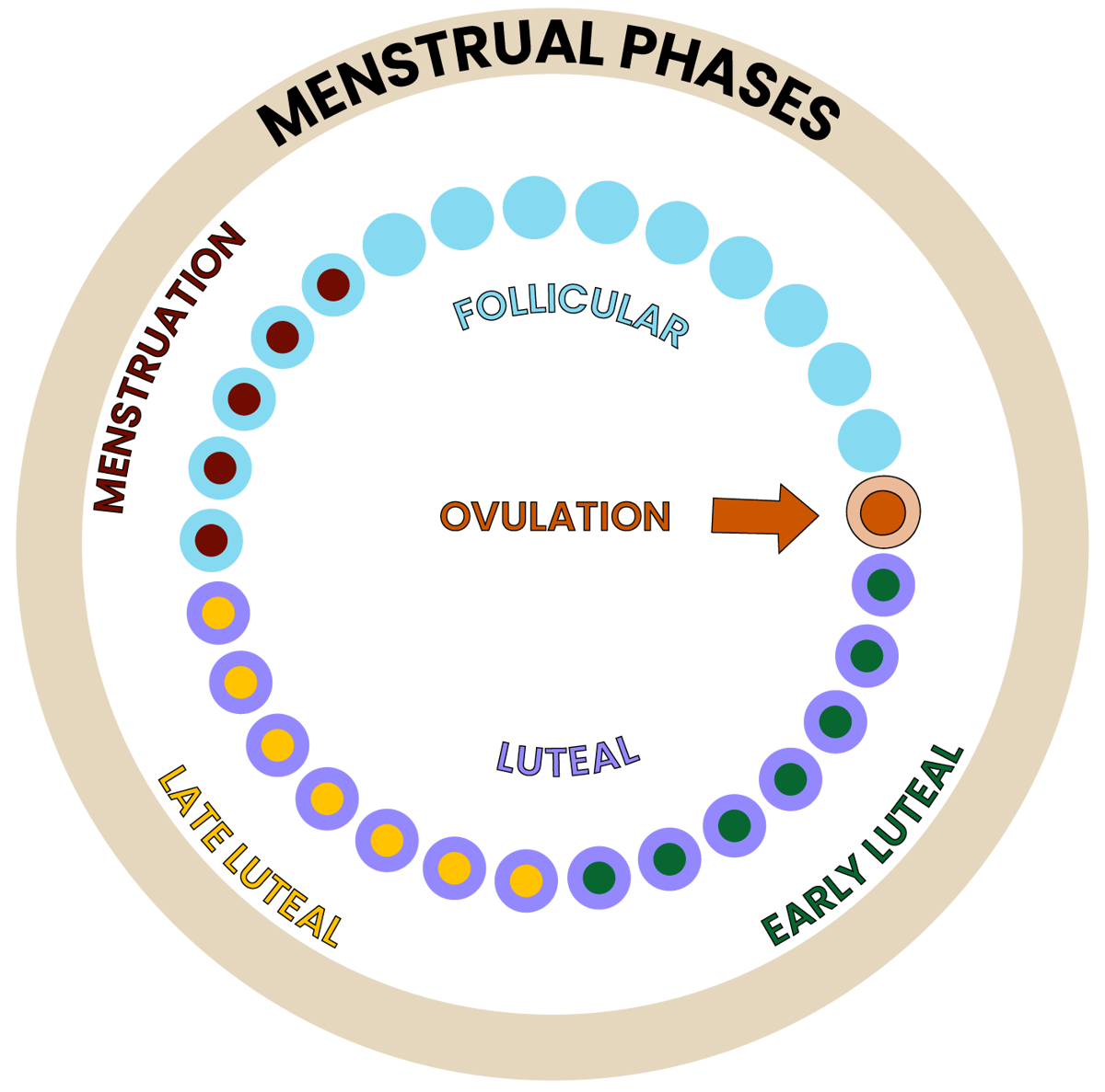 Diagram showing phases of the menstrual cycle, including menstrual, follicular, ovulation, luteal, late luteal, and early luteal, with a focus on ovulation as a point of release for mature egg.