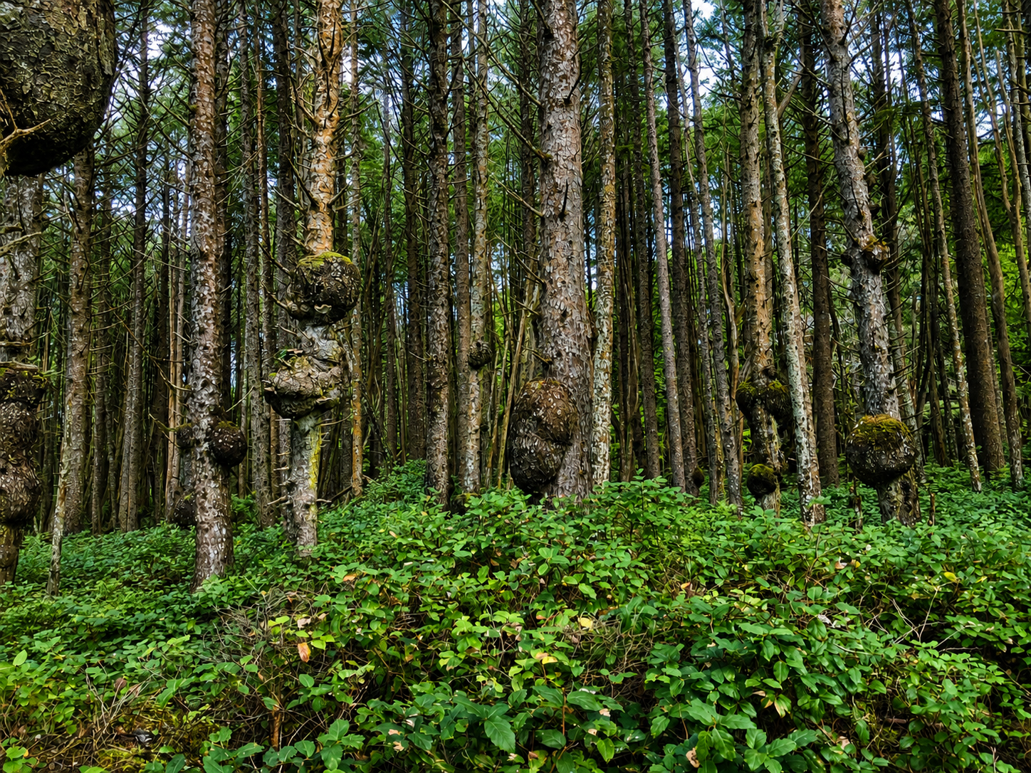 Dense forest with tall trees, rounded burls on their trunks, lush green ground cover, and a partly cloudy sky visible through the canopy.