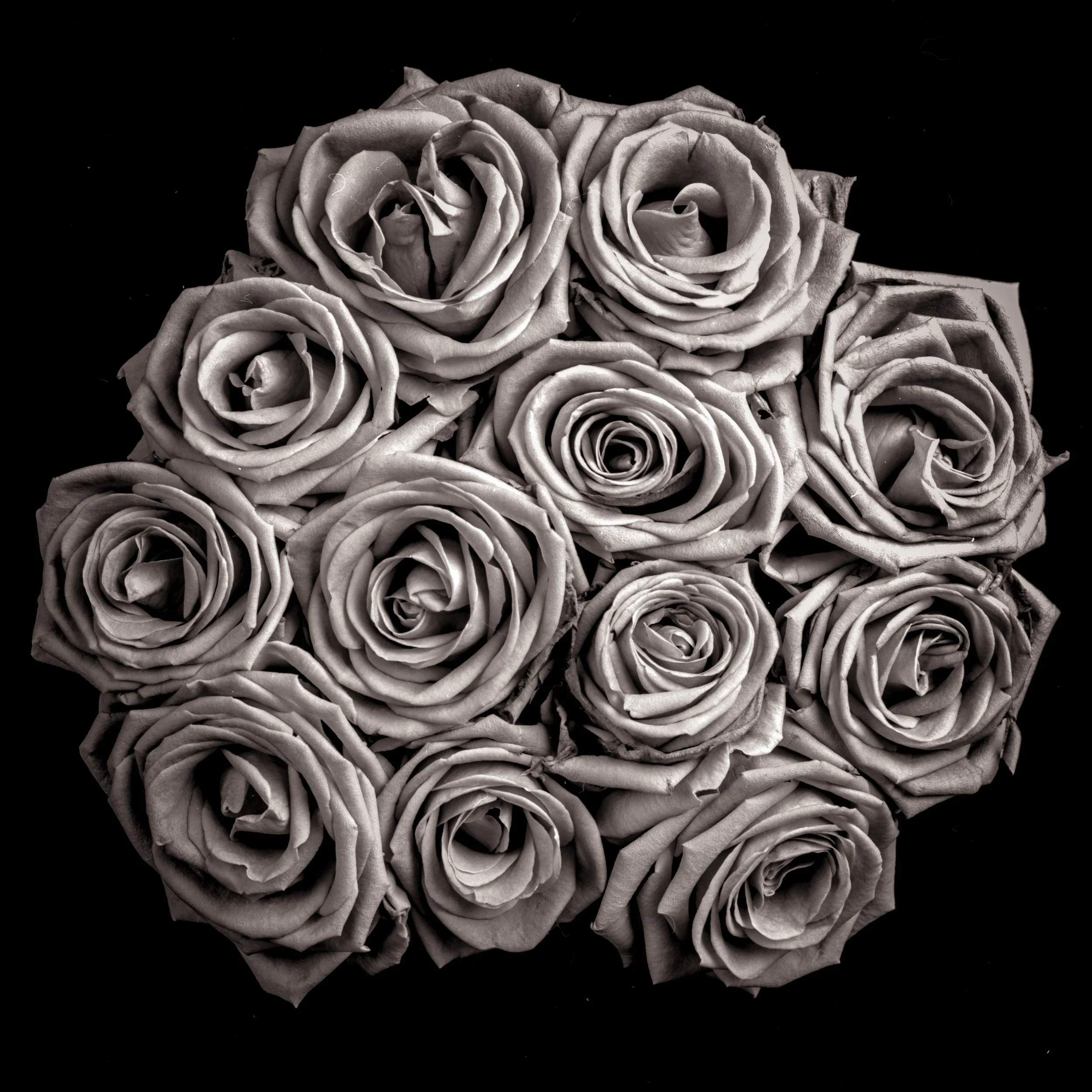 roses1.jpg