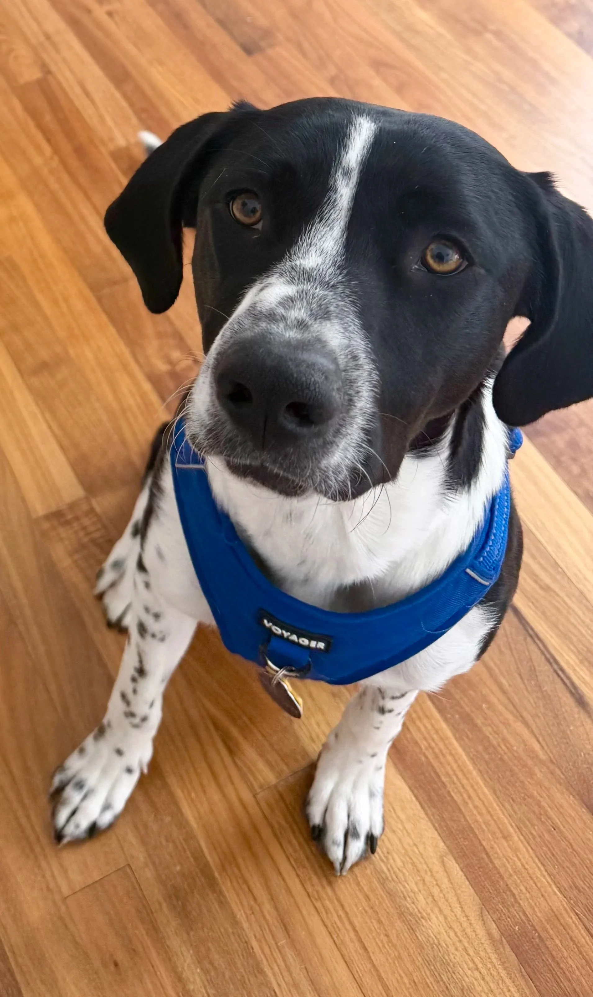 Mold dog inspections are a great way to find mold in. your home quickly and save money on remediation.