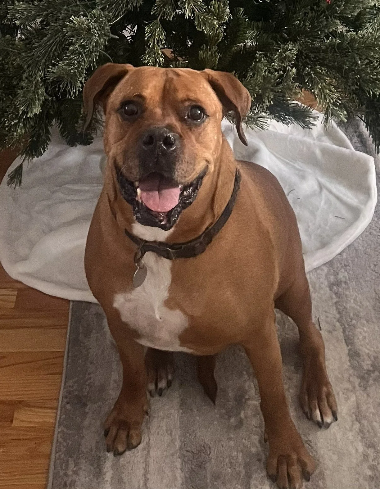 A happy brown and white dog sitting on a gray and beige rug in front of a Christmas tree with green branches and pinecones, with a white blanket underneath the tree.