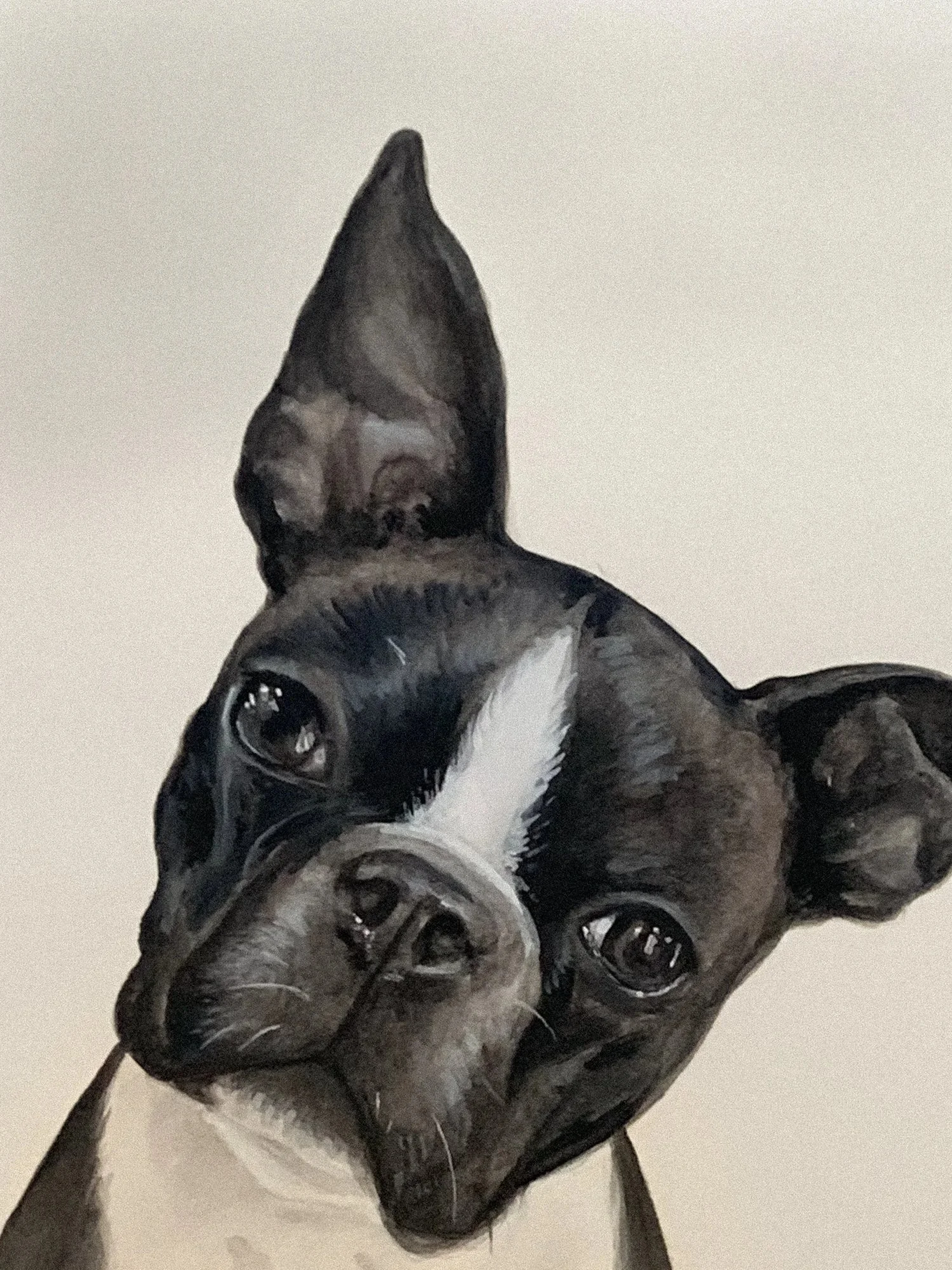 Close-up of a Boston Terrier with black and white fur, looking up with big, dark eyes, against a plain light-colored background.
