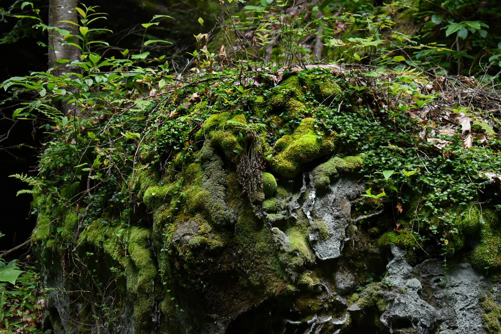 DSC_1680.jpg