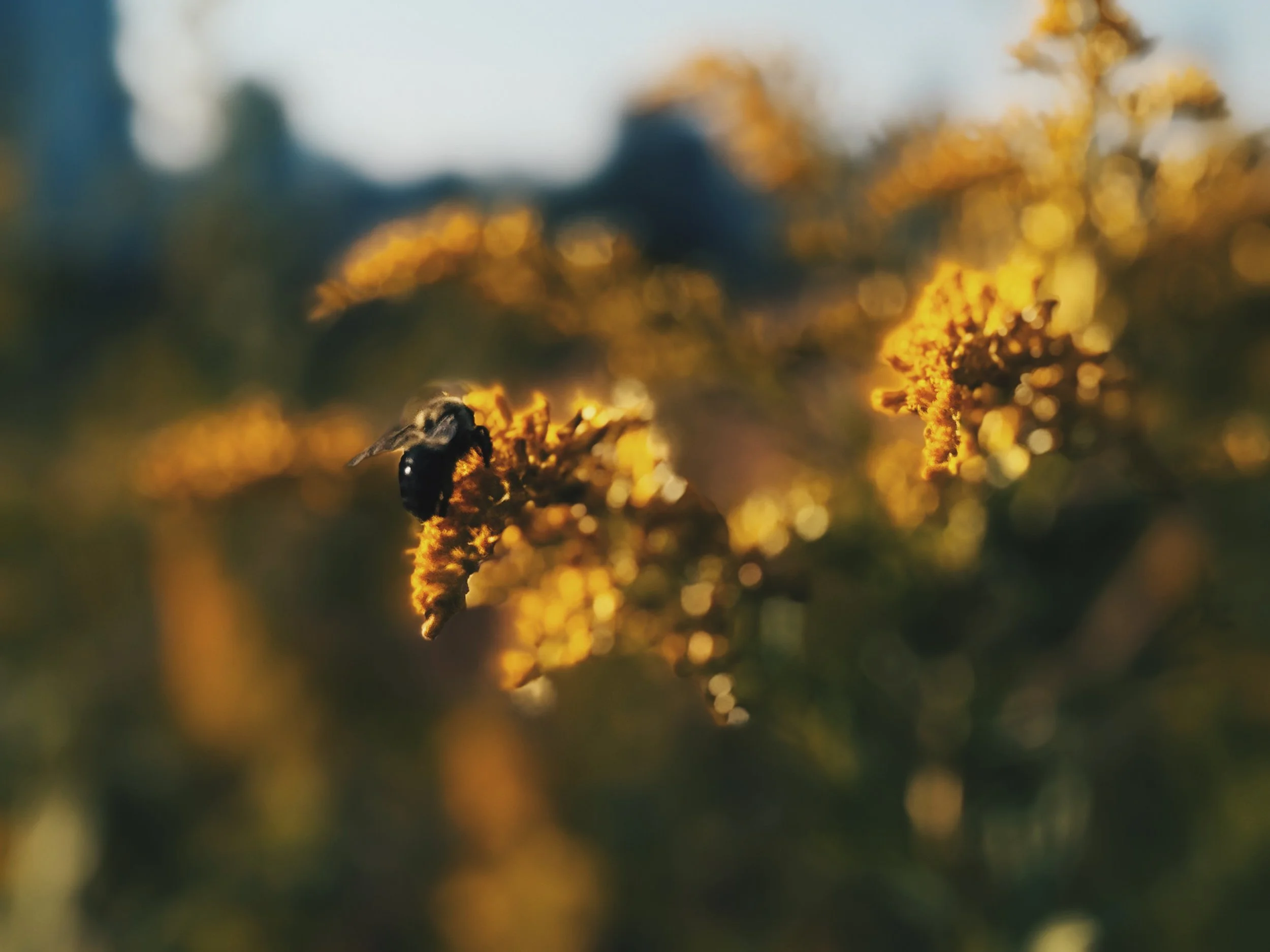 FullSizeRender_VSCO 2.JPG