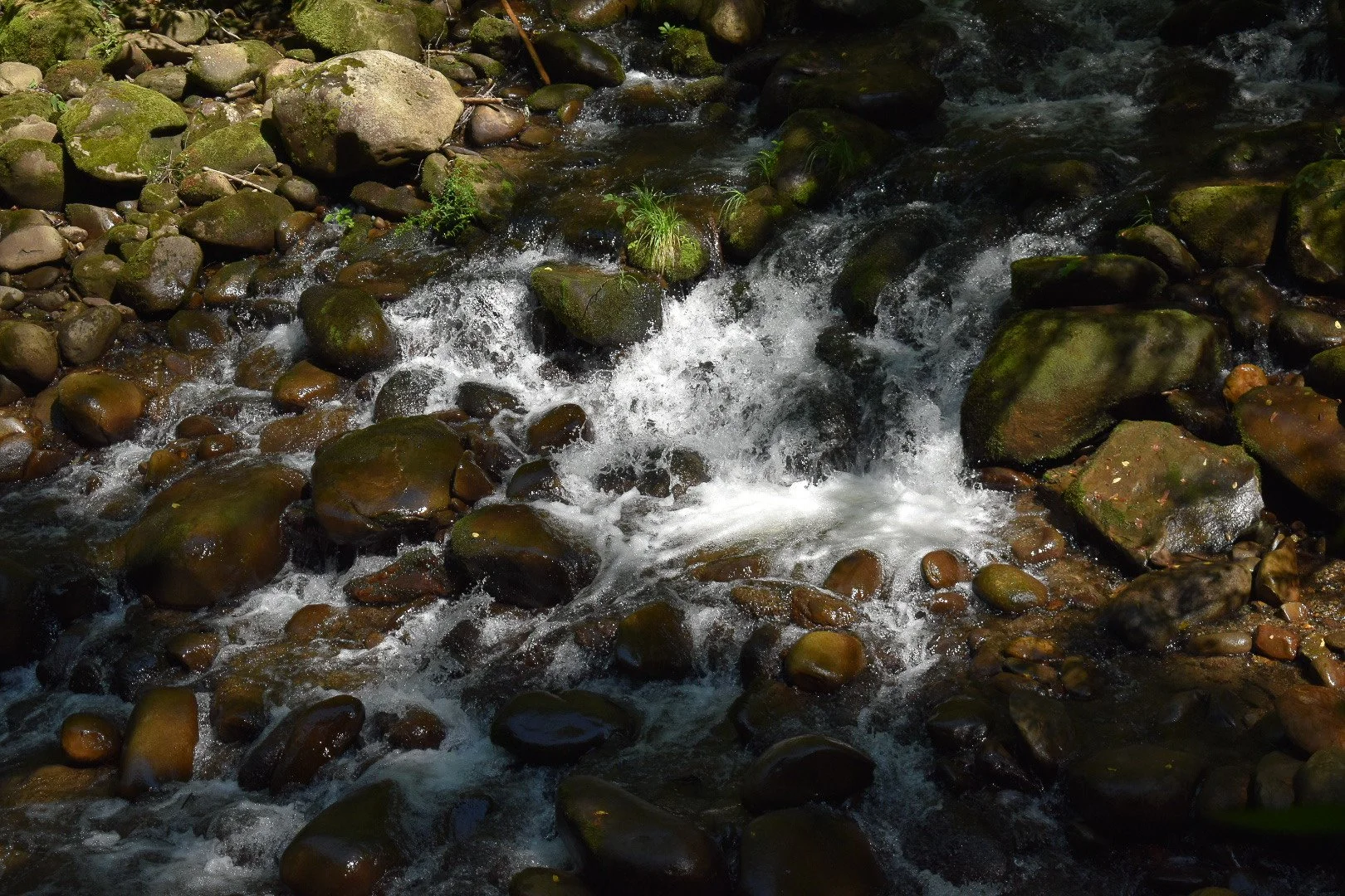 DSC_1724.jpg