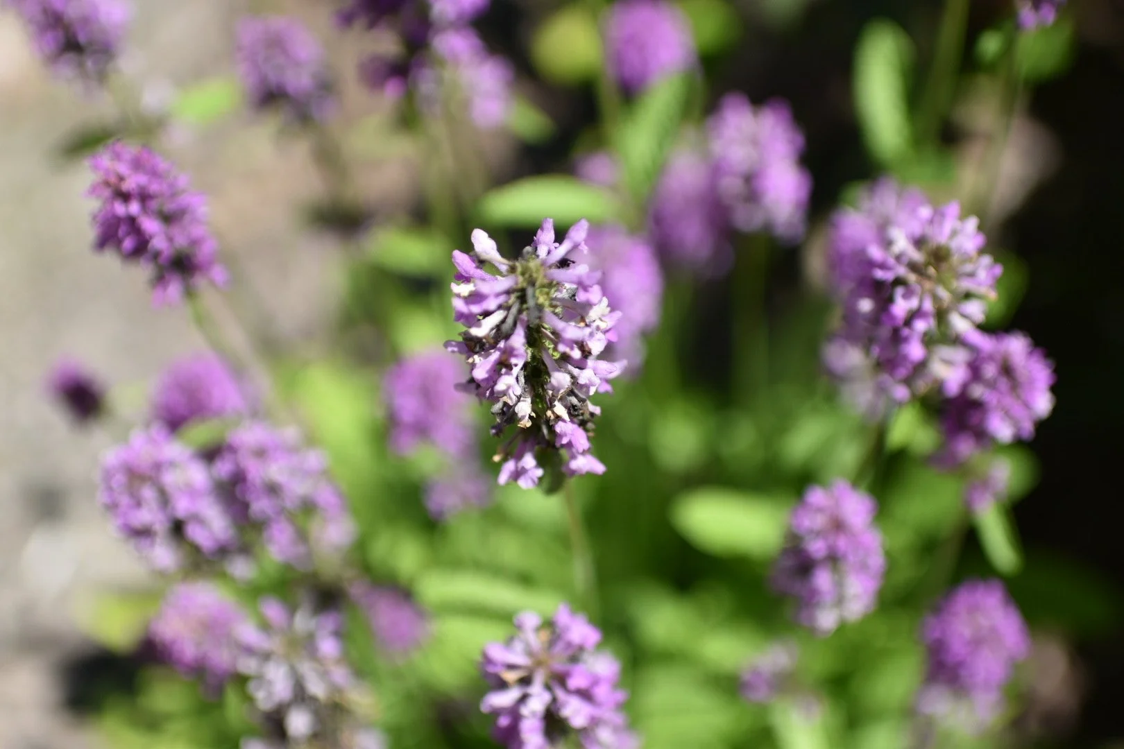 DSC_0417.JPG