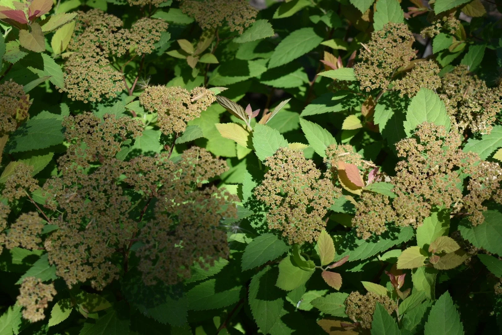DSC_0353.JPG