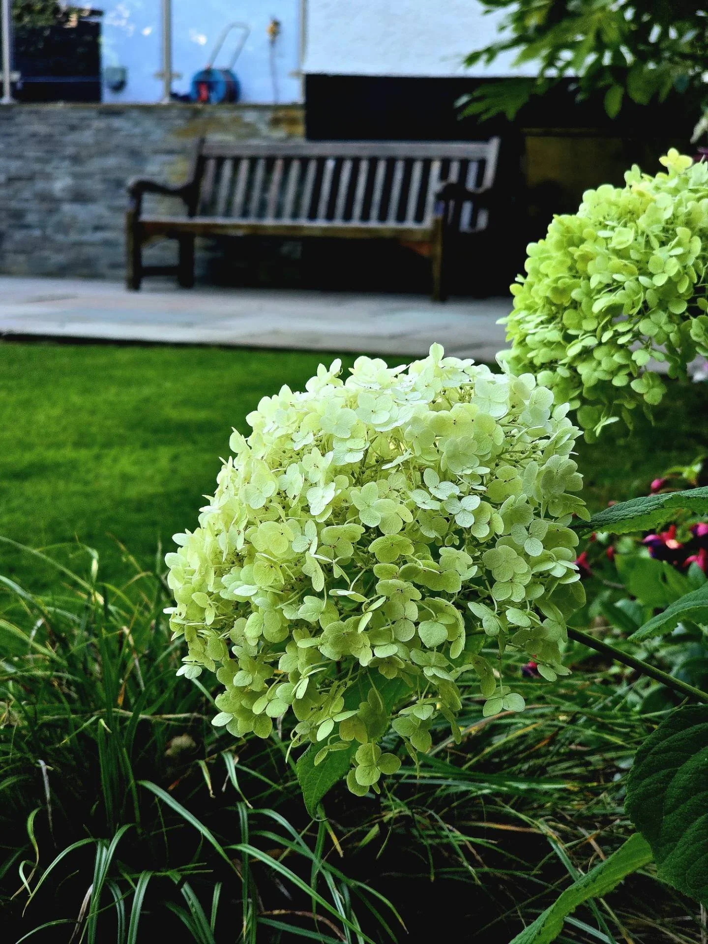 Every great garden is built around small moments like this. 🌿 A simple hydrangea brings texture, colour and softness to the space, proving that you don't always need big changes to create a lasting impression. Good design is all about balance, and s