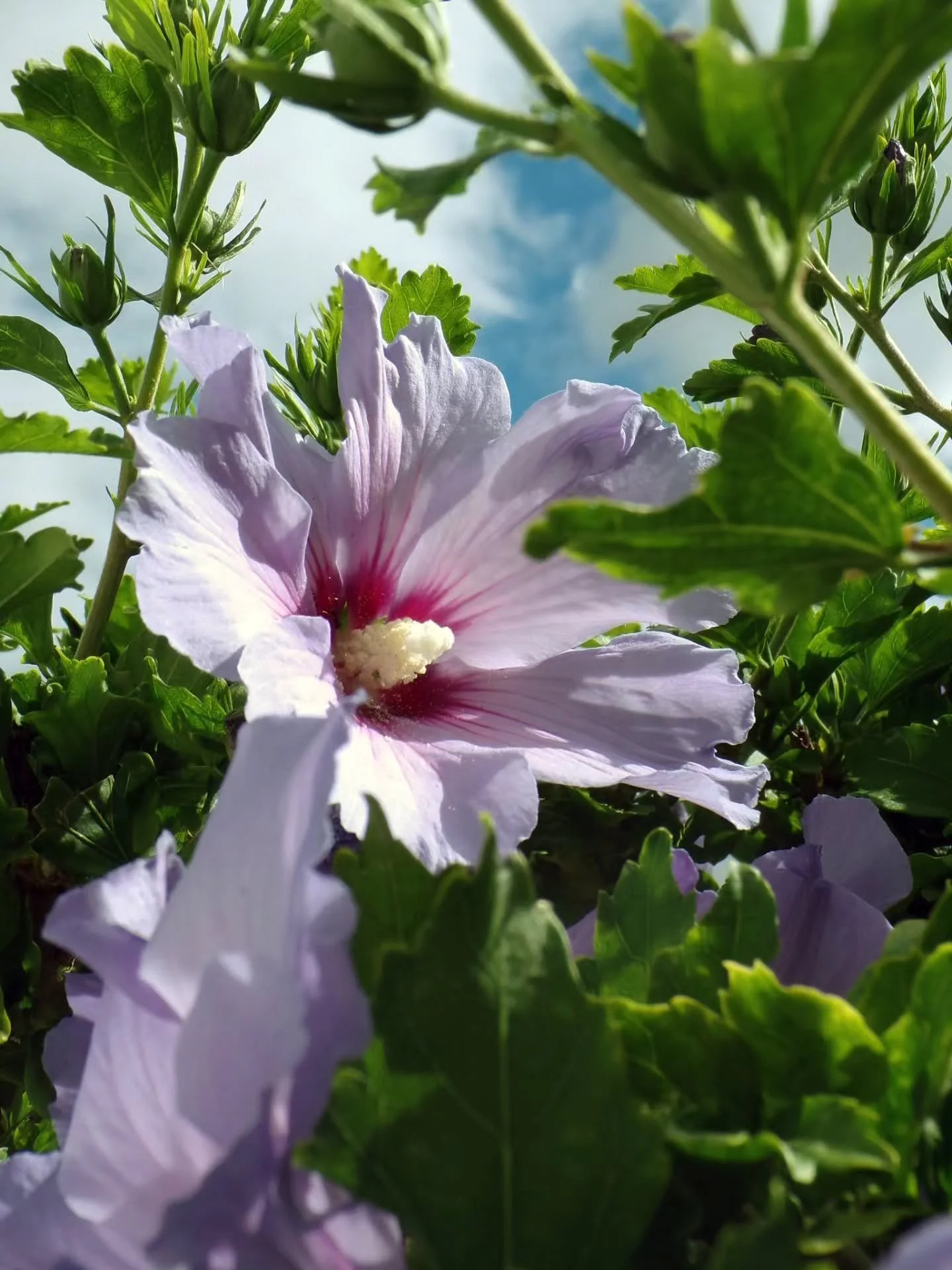 🌿 PLANT SPOTLIGHT | Rose of Sharon (Hibiscus syriacus)

Sometimes the best gardens don't need the loudest colours&mdash;they just need the right plant in the right place.

The Rose of Sharon is a late-summer favourite, producing elegant blooms when 